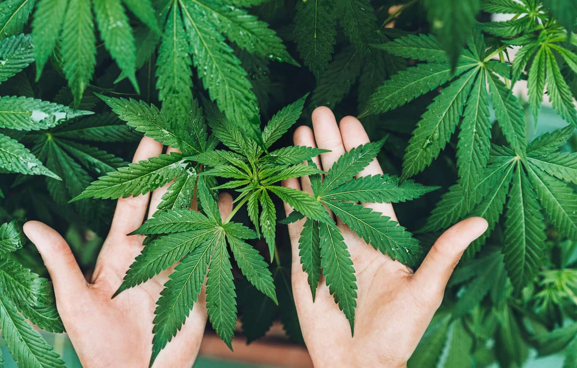 CannabisLegalisierung ab dem 1. April in ganz Deutschland