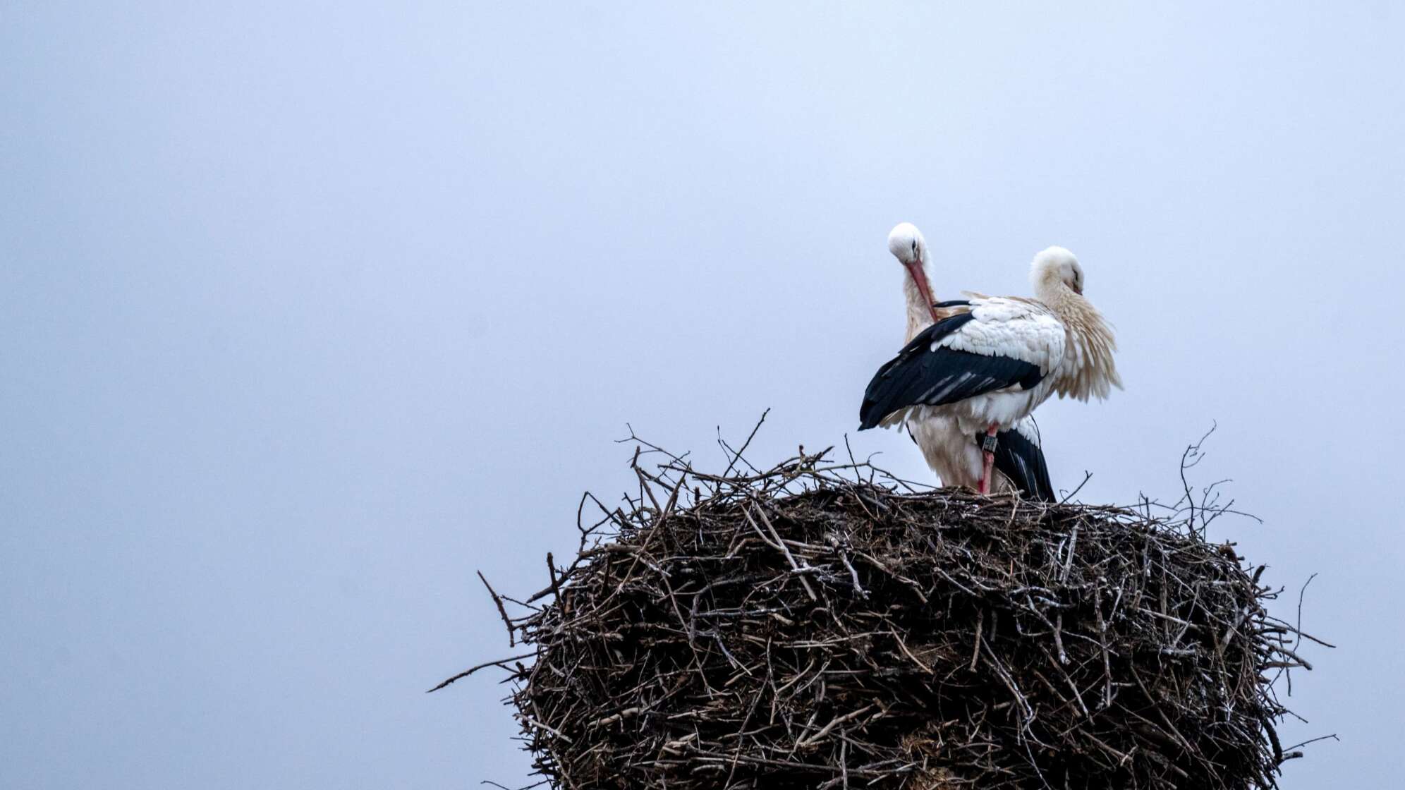 Storch-Webcam in Bamberg