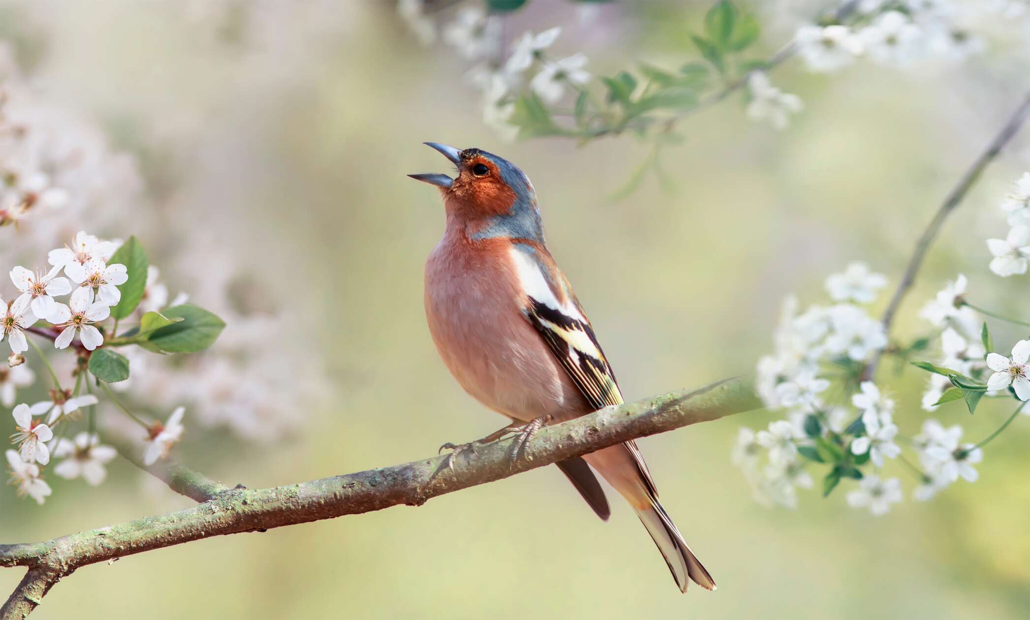 Die Vogeluhr Welcher Vogel singt wann?