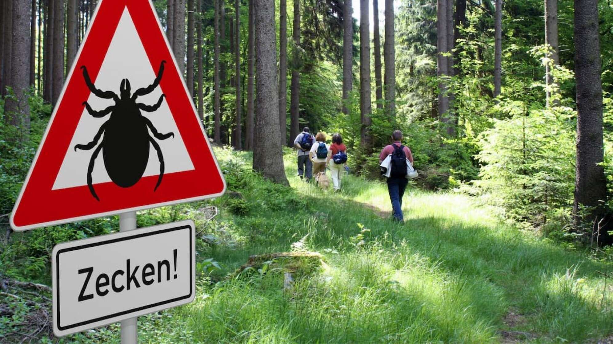 Zecken