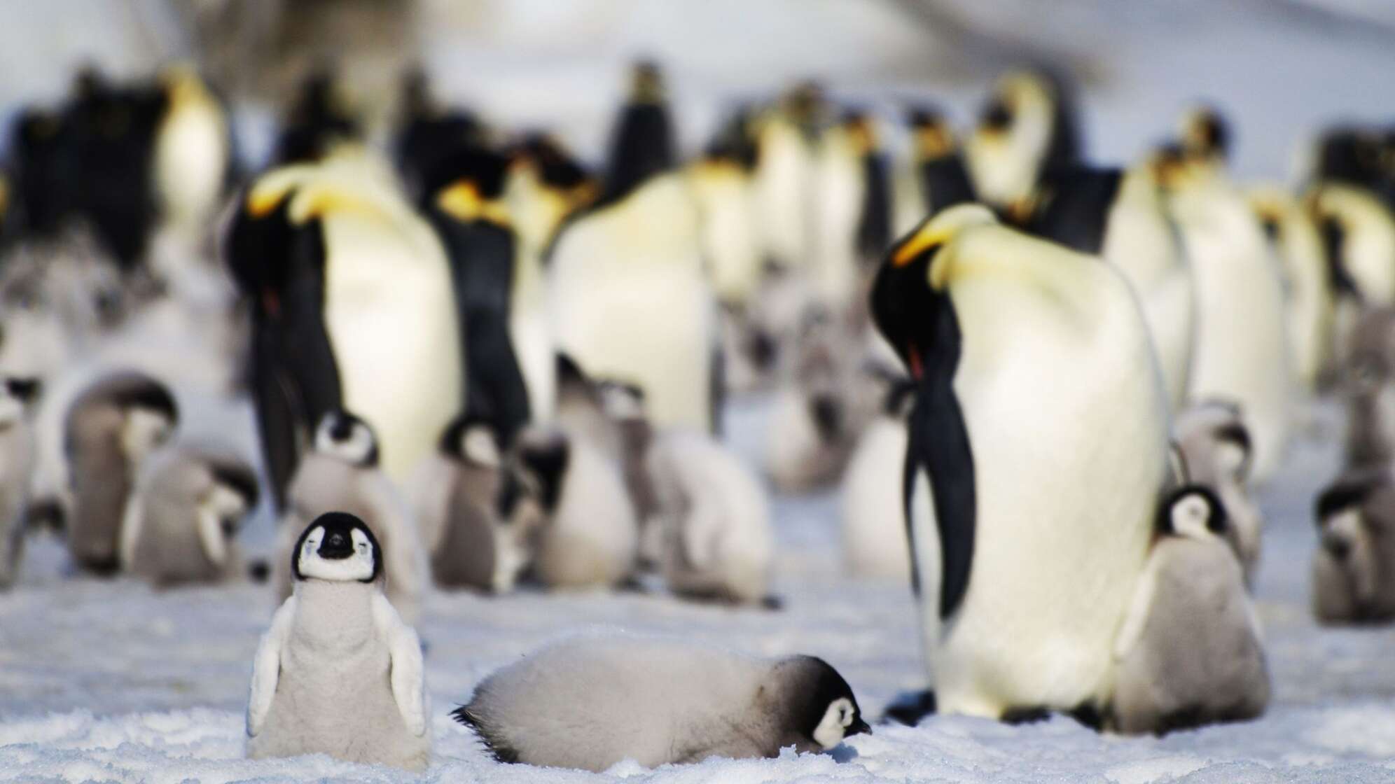 Kaiserpinguin-Kolonie in der Antarktis