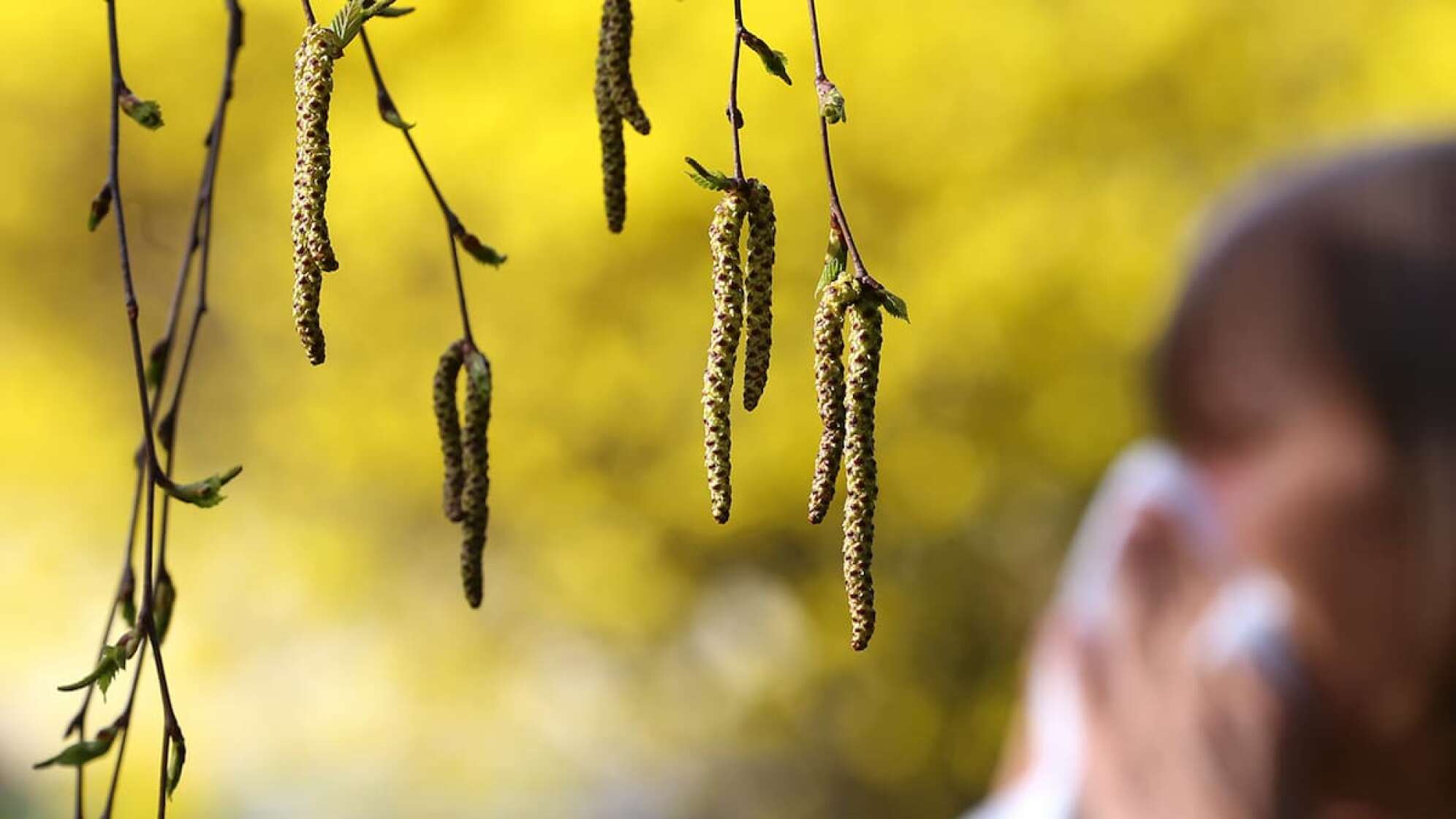 Knospen am Baum