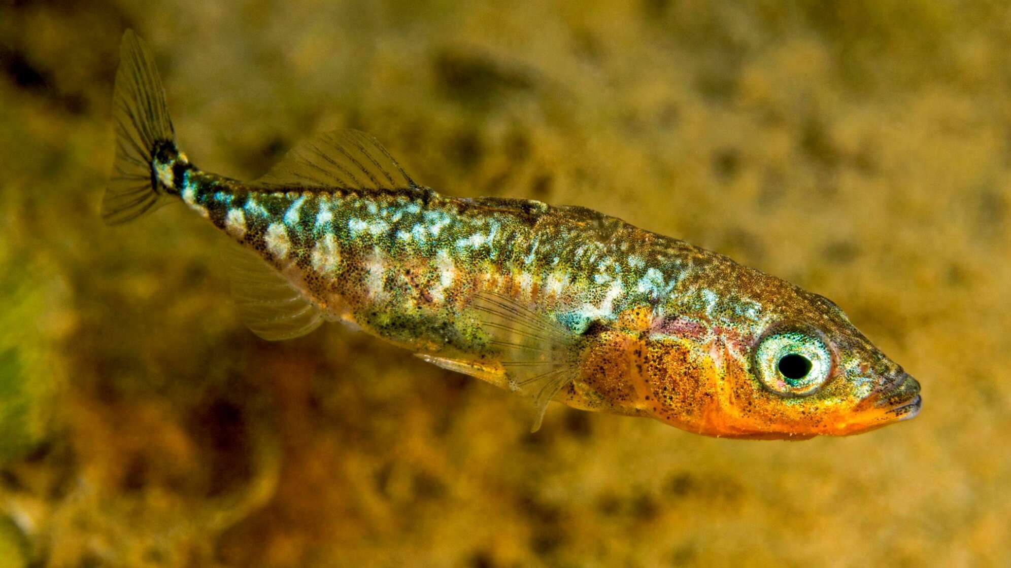 KINA - Ein Fisch wechselt seine Farben