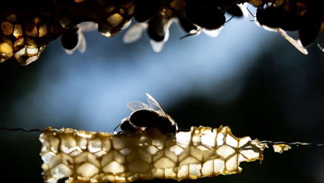 Bienenseuche im Landkreis Regen festgestellt