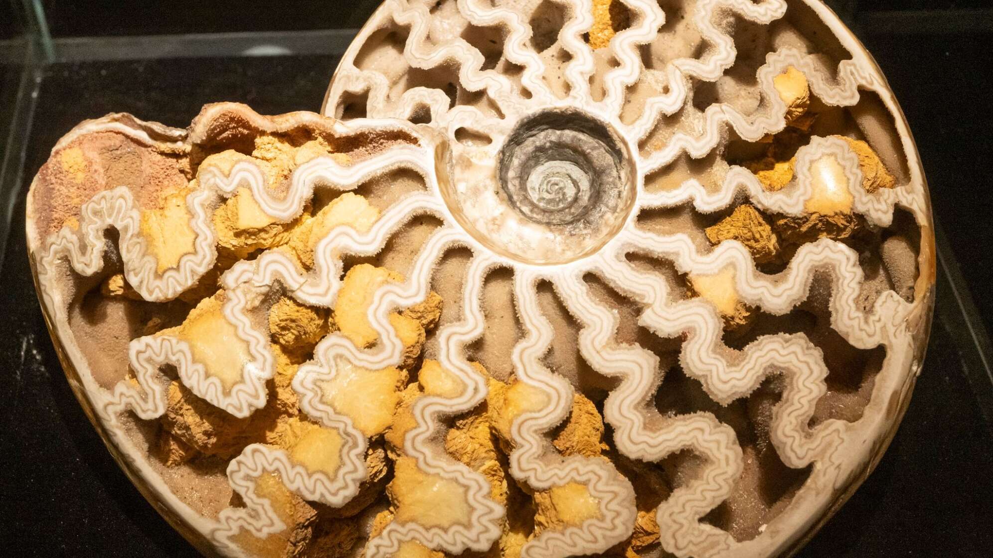 Eröffnung Sonderausstellung „Ammonite Masterpieces“