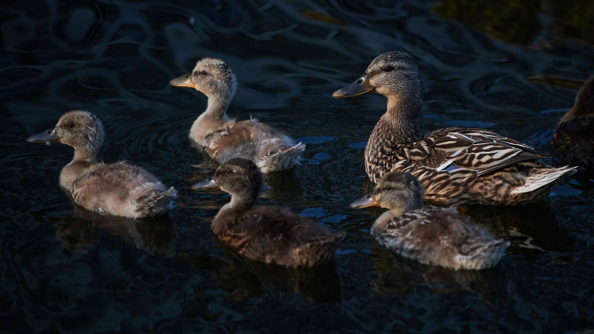Eine Entenfamilie schwimmt auf einem See