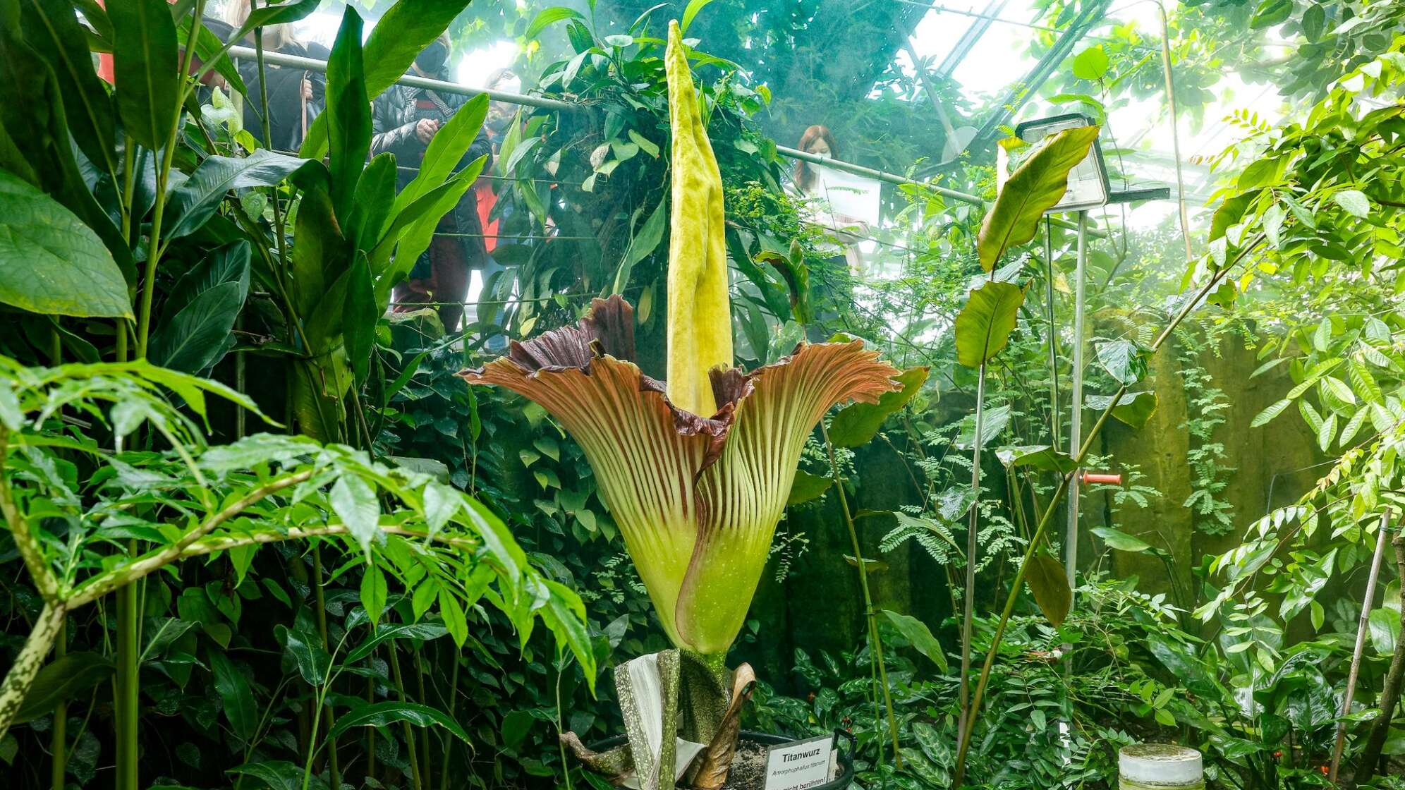 Größte Blume der Welt - Bayreuther Titanwurz blüht