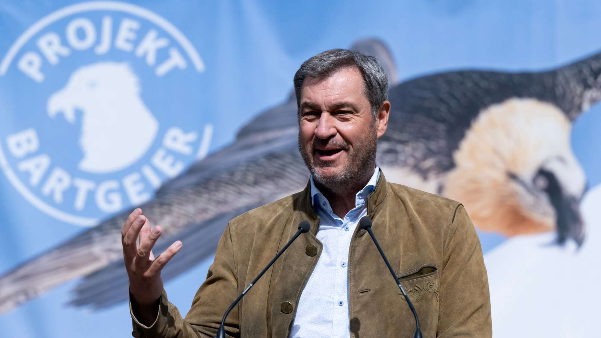 Auswilderung von zwei jungen Bartgeiern