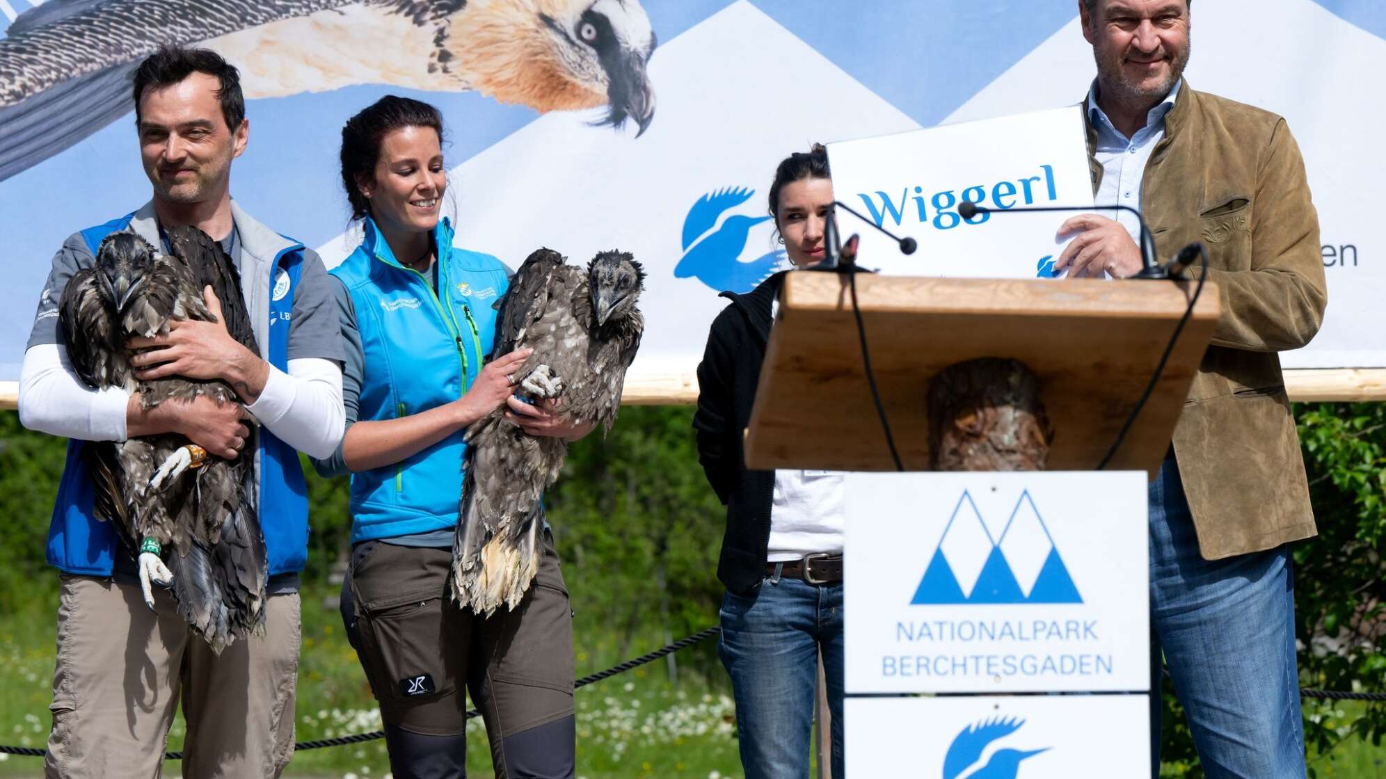 Auswilderung von zwei jungen Bartgeiern