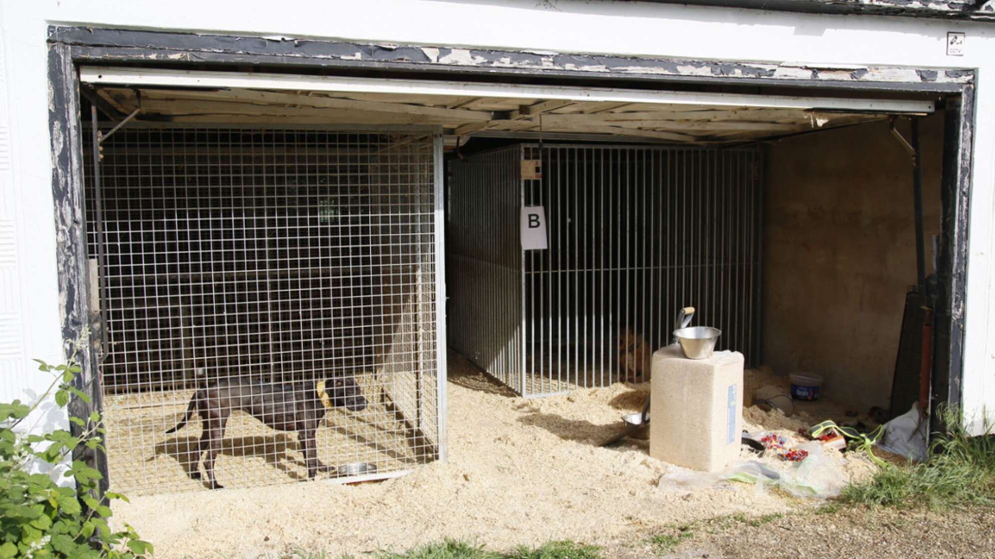 Hunde in Zwingern