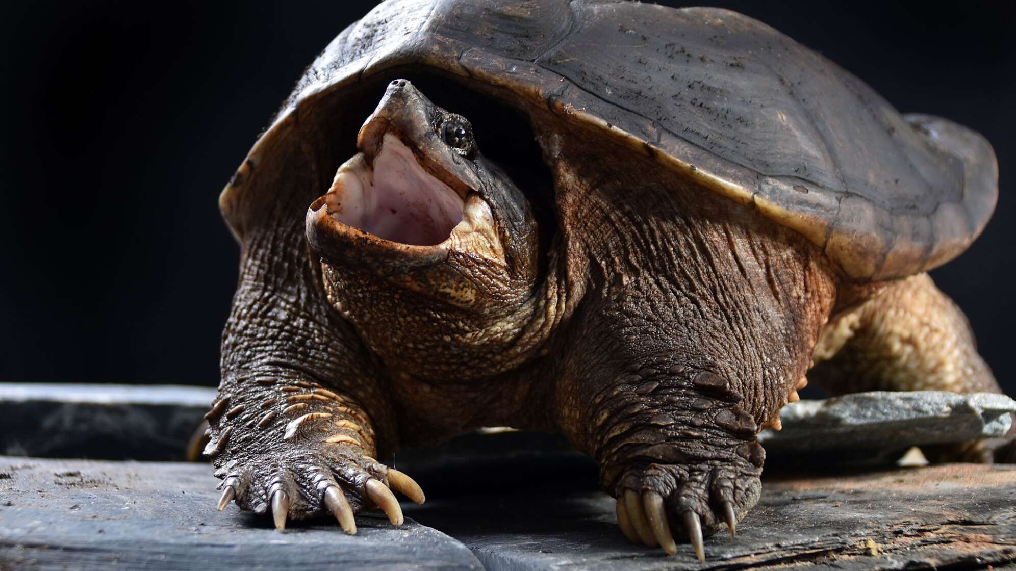 Schnappschildkröte