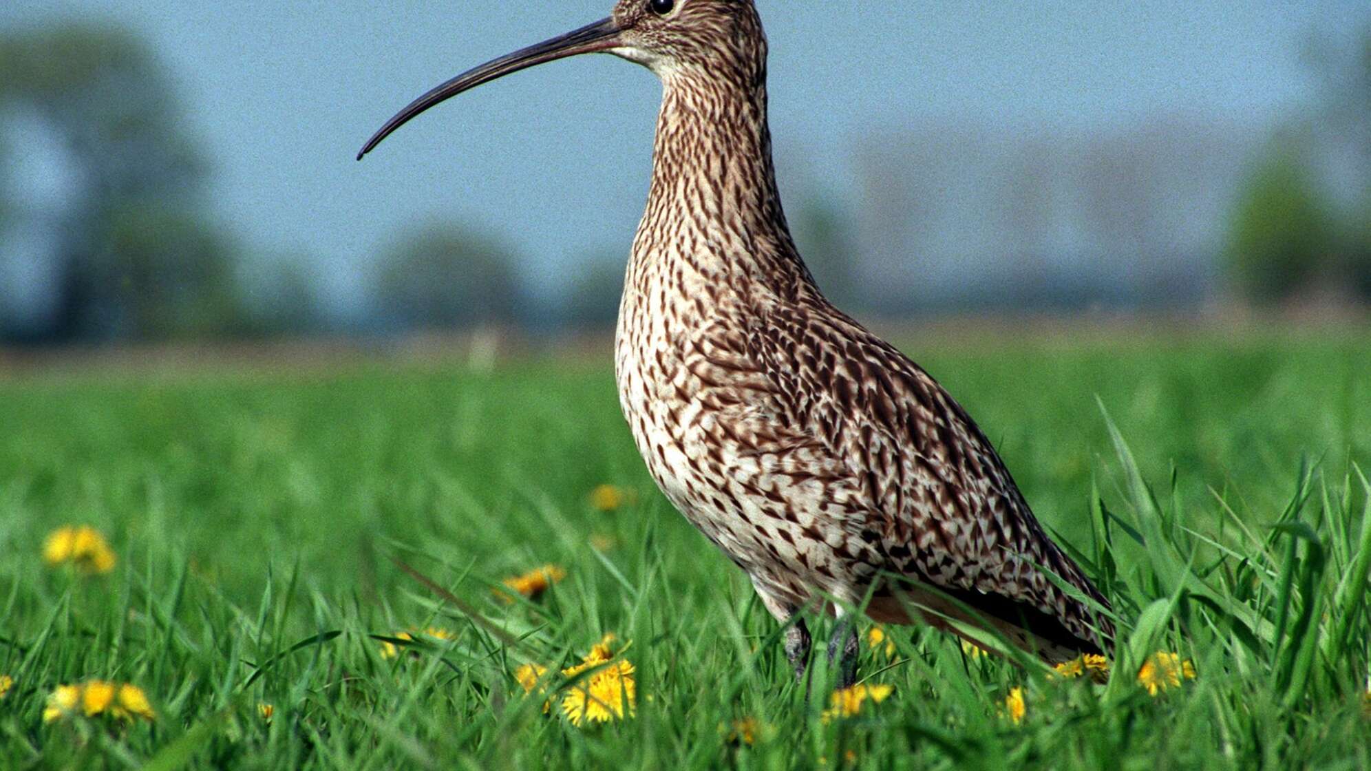 Großer Brachvogel