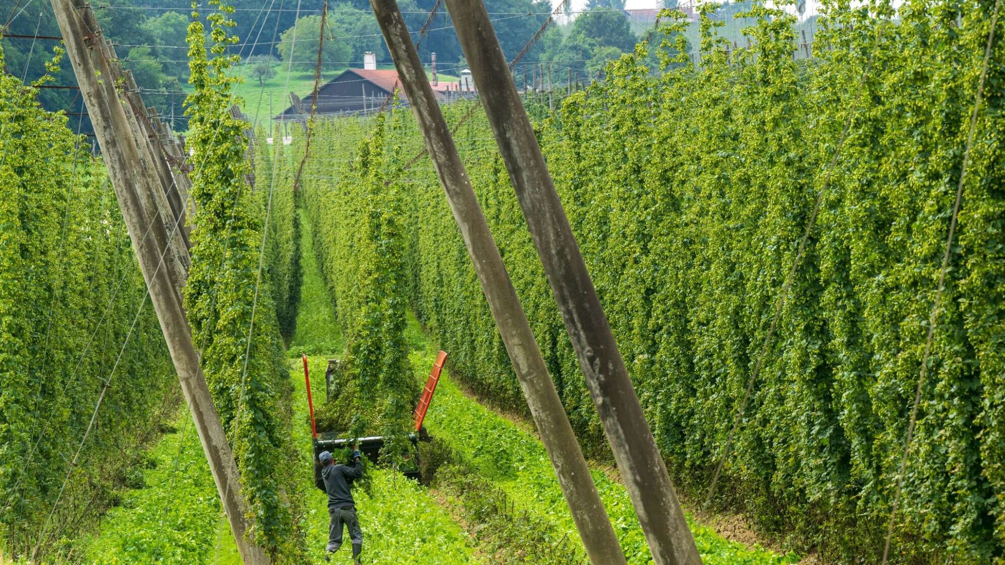 Hopfenernte