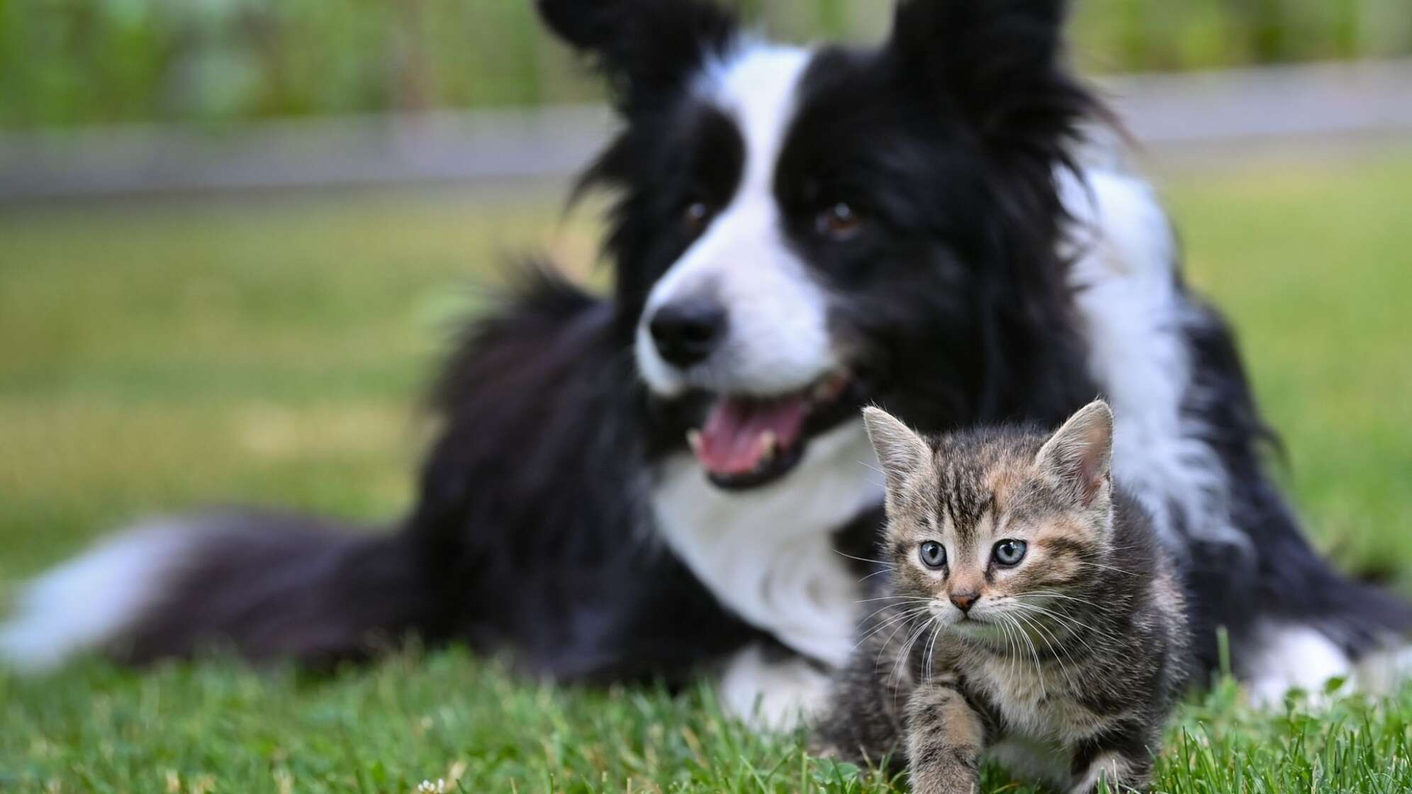 Hund und Kätzchen