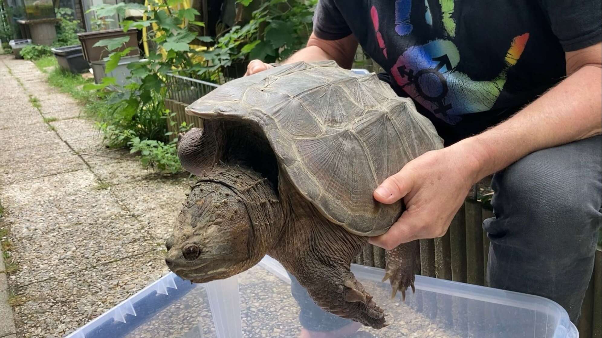 Schnappschildkröte angeschwemmt