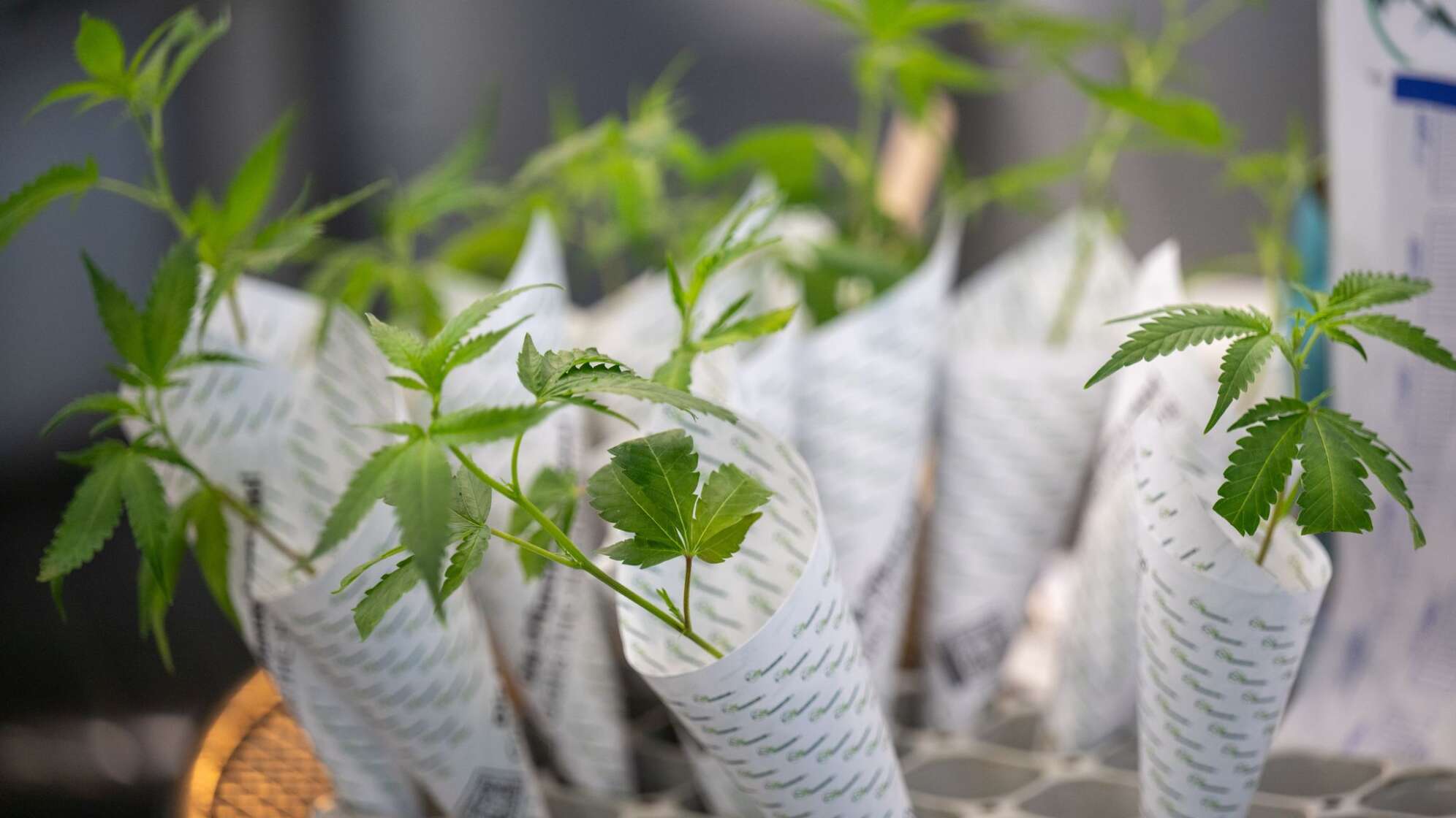 Cannabis-Anbauvereinigungen können Lizenzen beantragen
