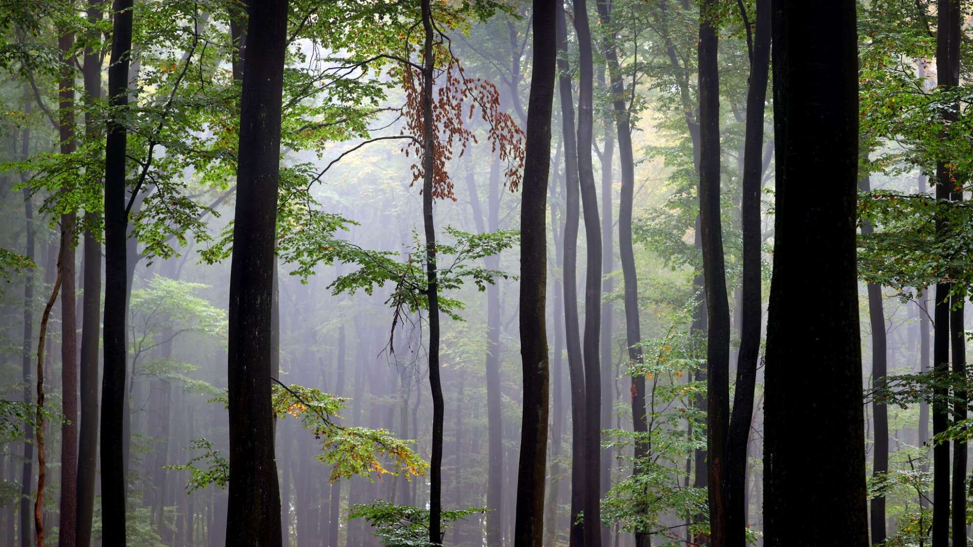 Spessart