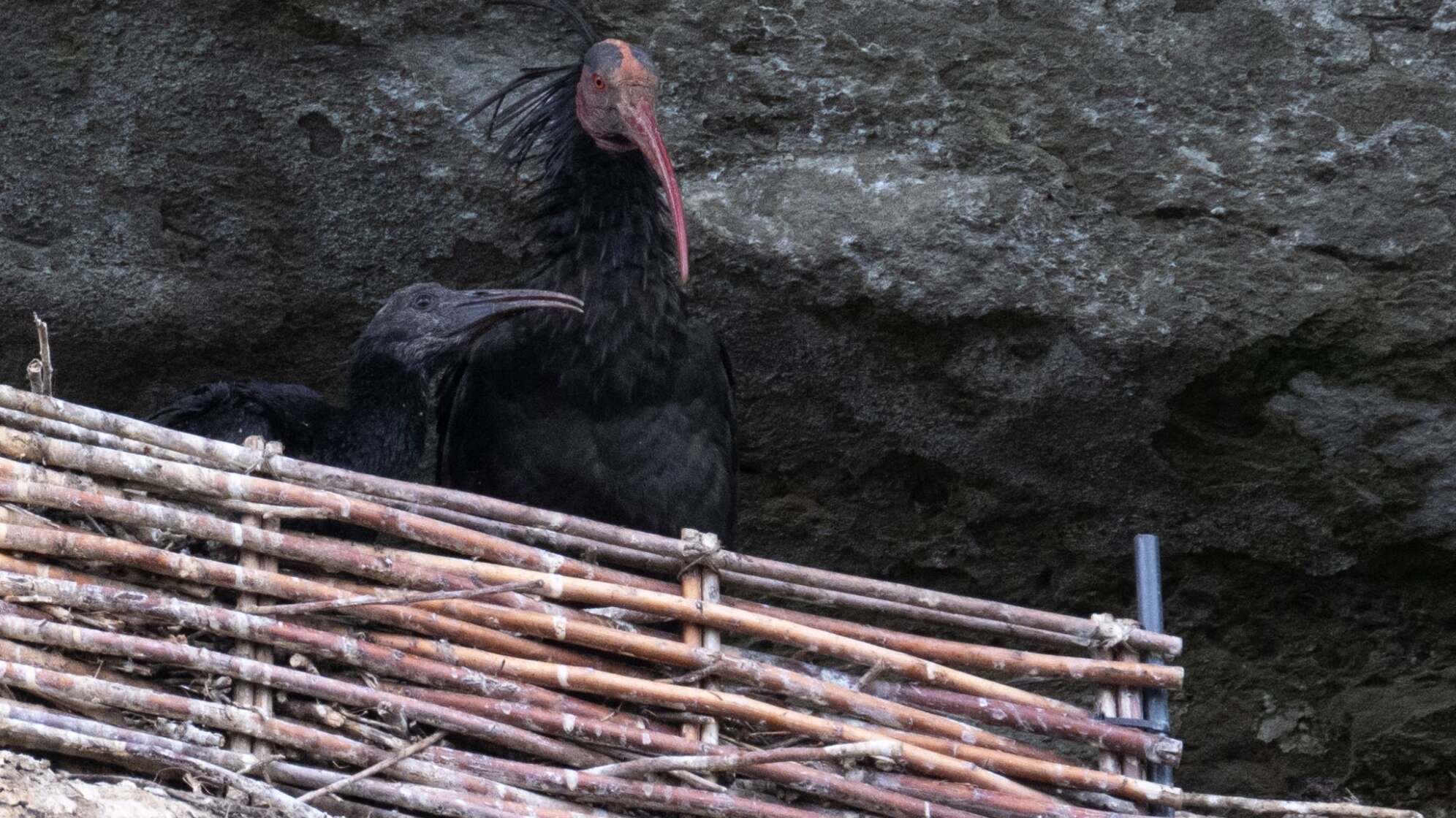 Waldrapp-Nachwuchs in der Felswand