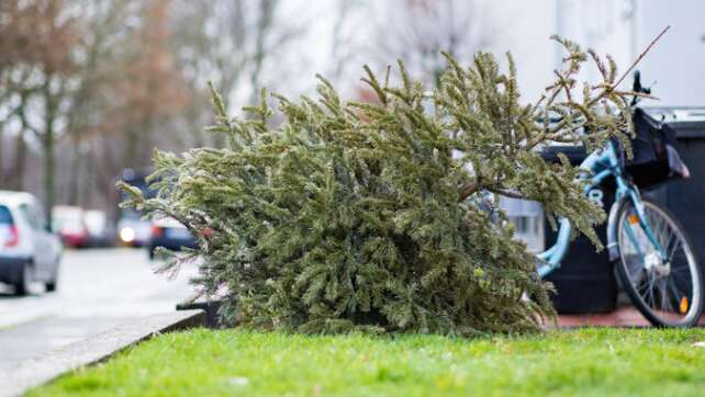 Ohne Strafen: So entsorgt ihr den Christbaum richtig