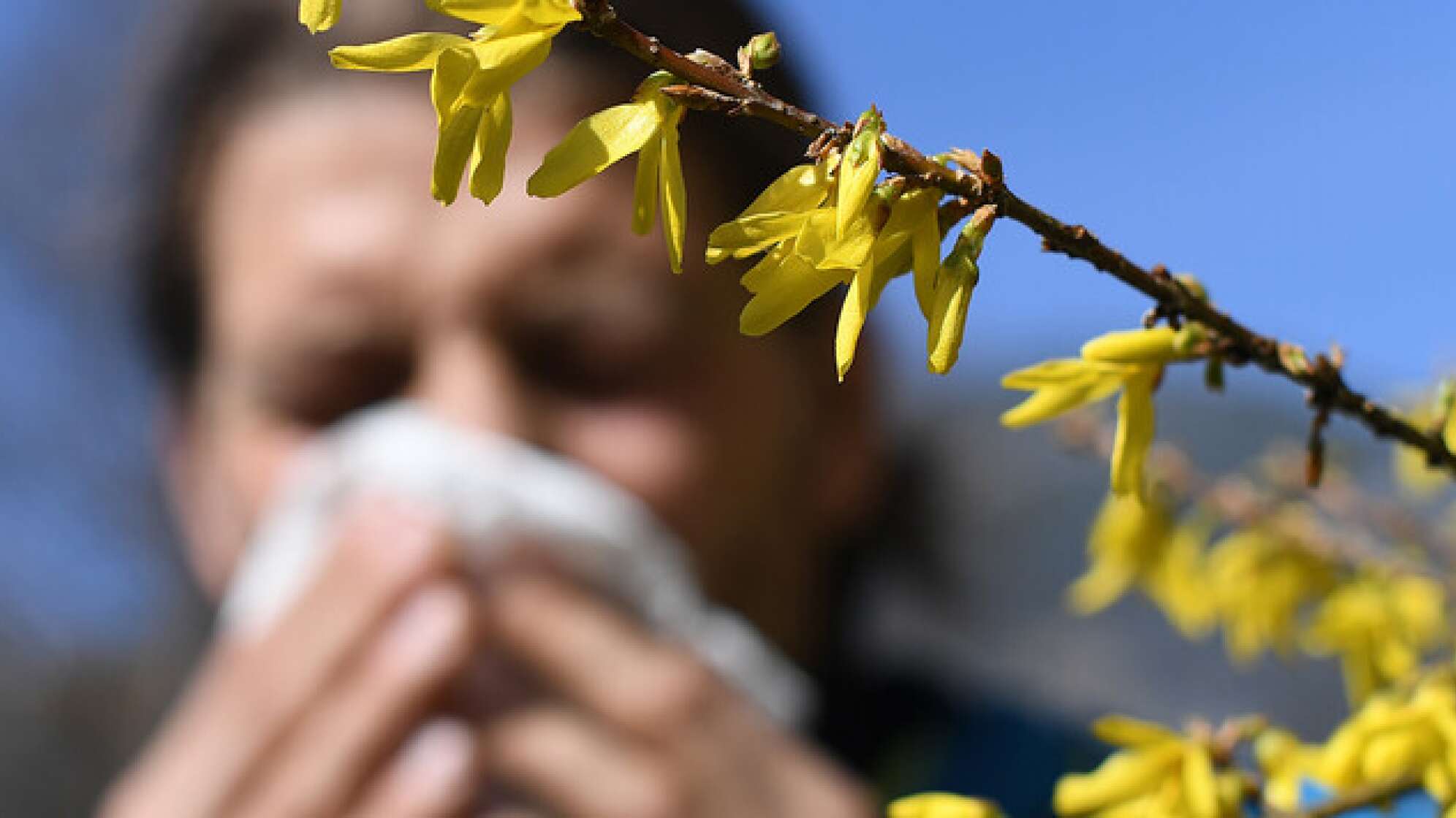 Goldregen Nase putzen