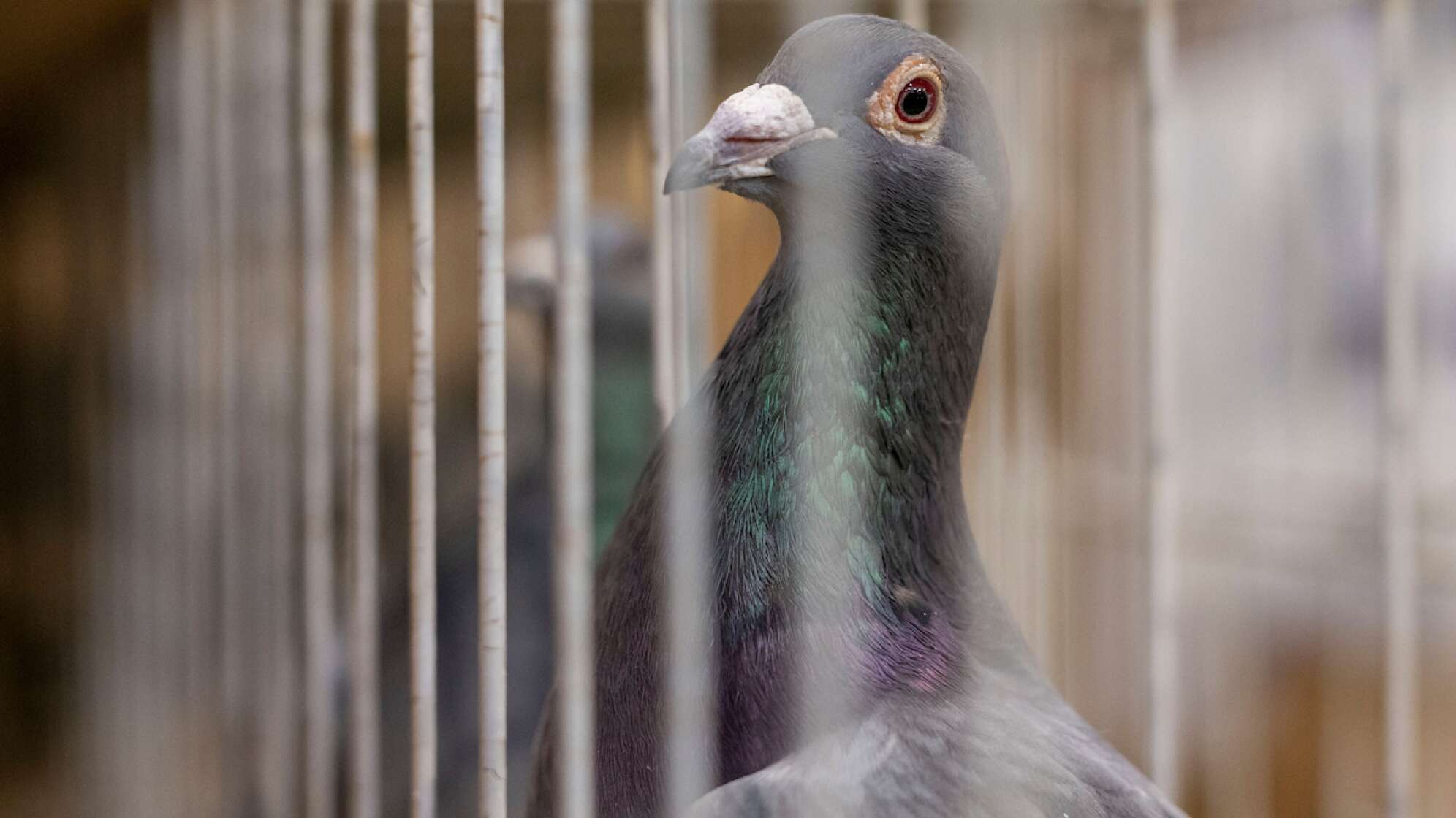 Brieftaube hinter Gittern