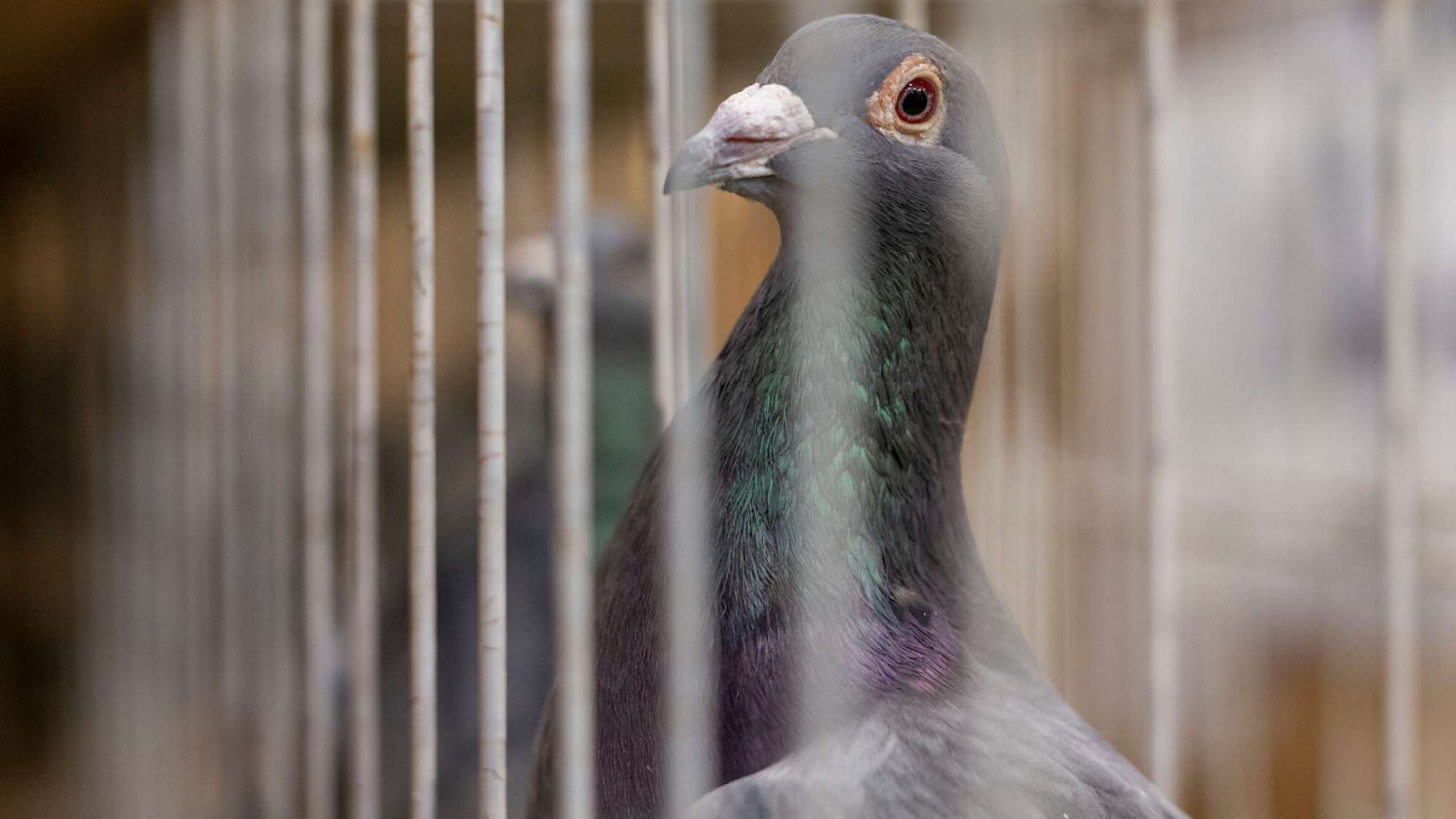 Brieftaube hinter Gittern