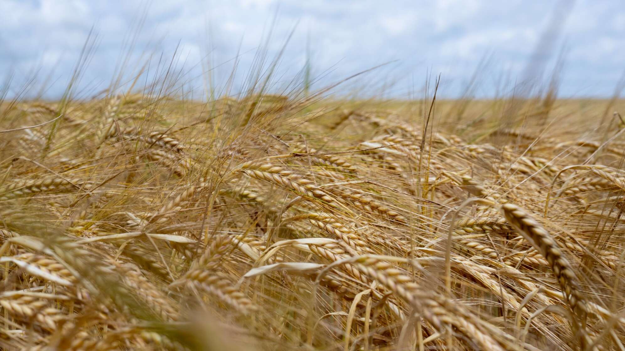 Braugerstenfeld