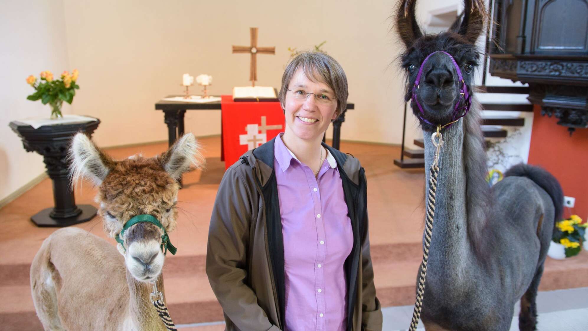 Pfarrerin mit Lamas und Alpakas im Auftrag des Herrn unterwegs
