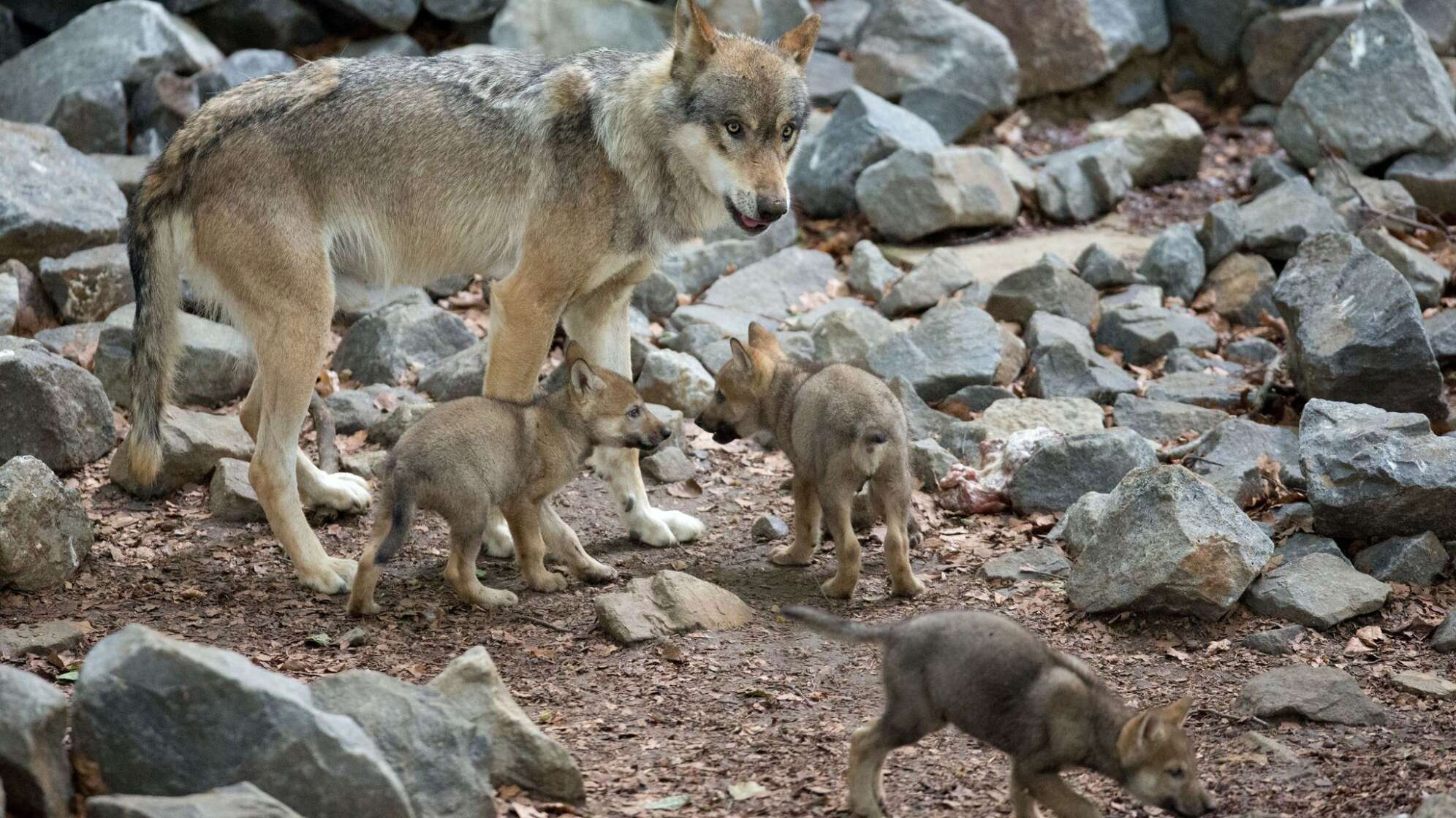 Bayerns Wolfsverordnung vor Gericht