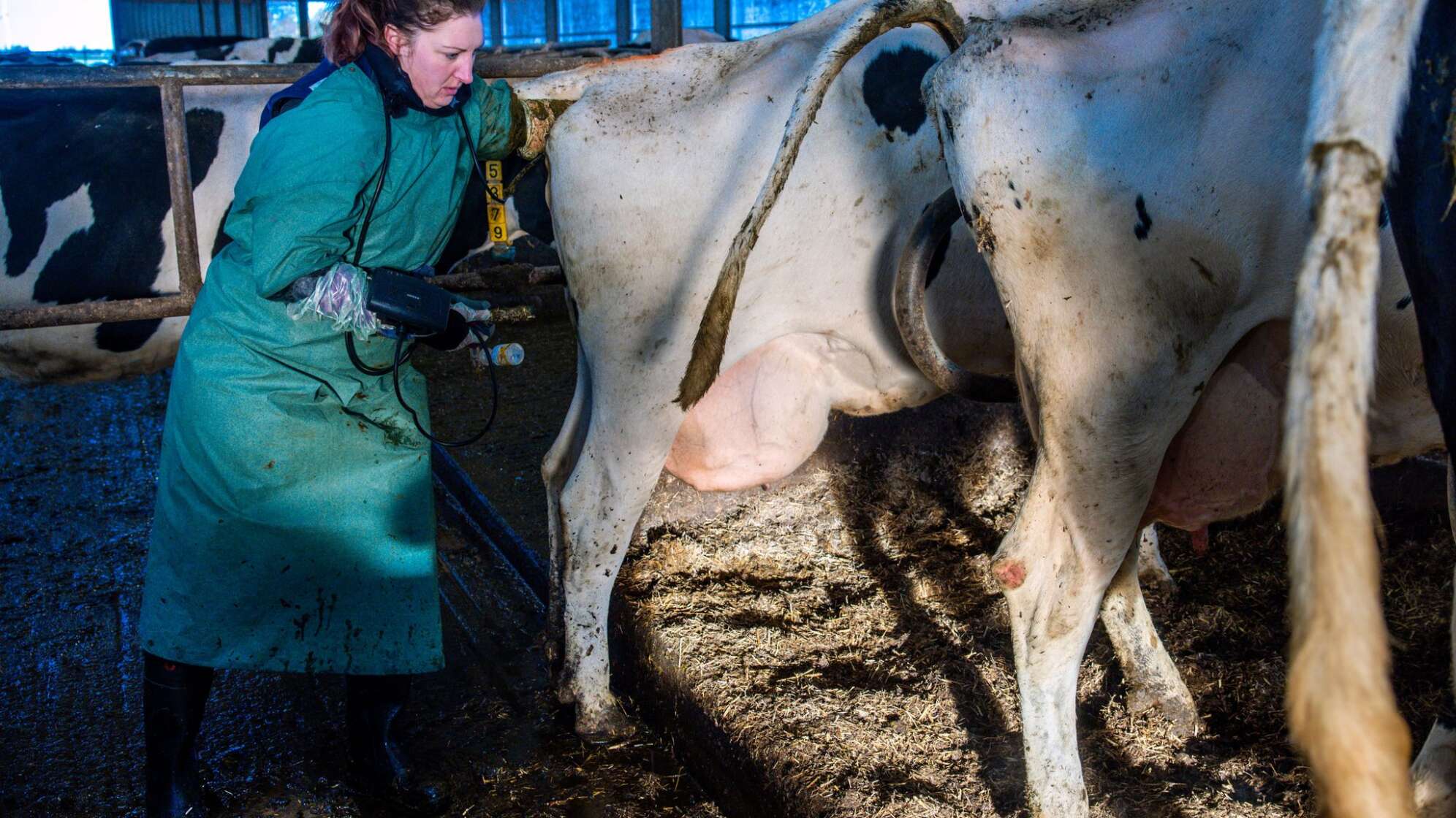Landtierärztin betreut große Tieruchtbetriebe