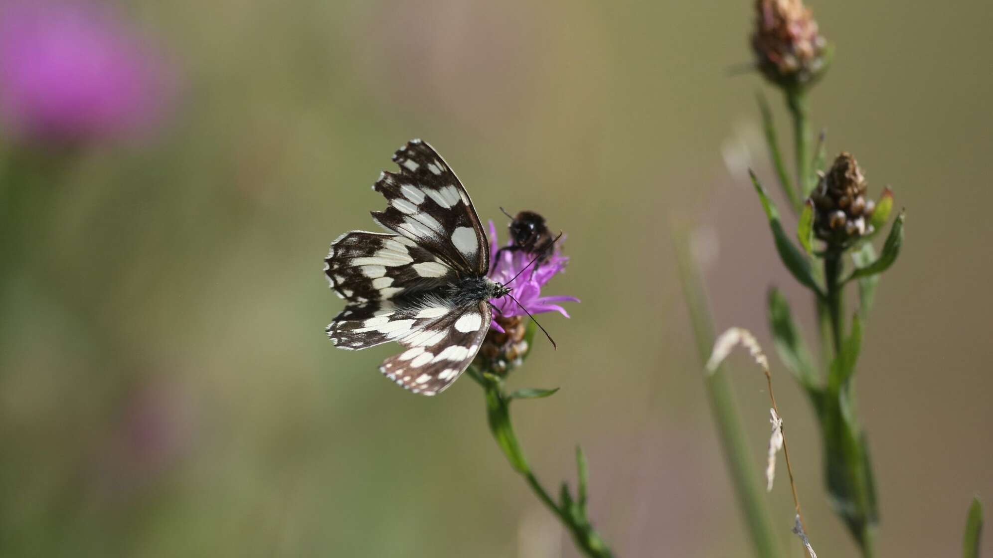 Schachbrettfalter