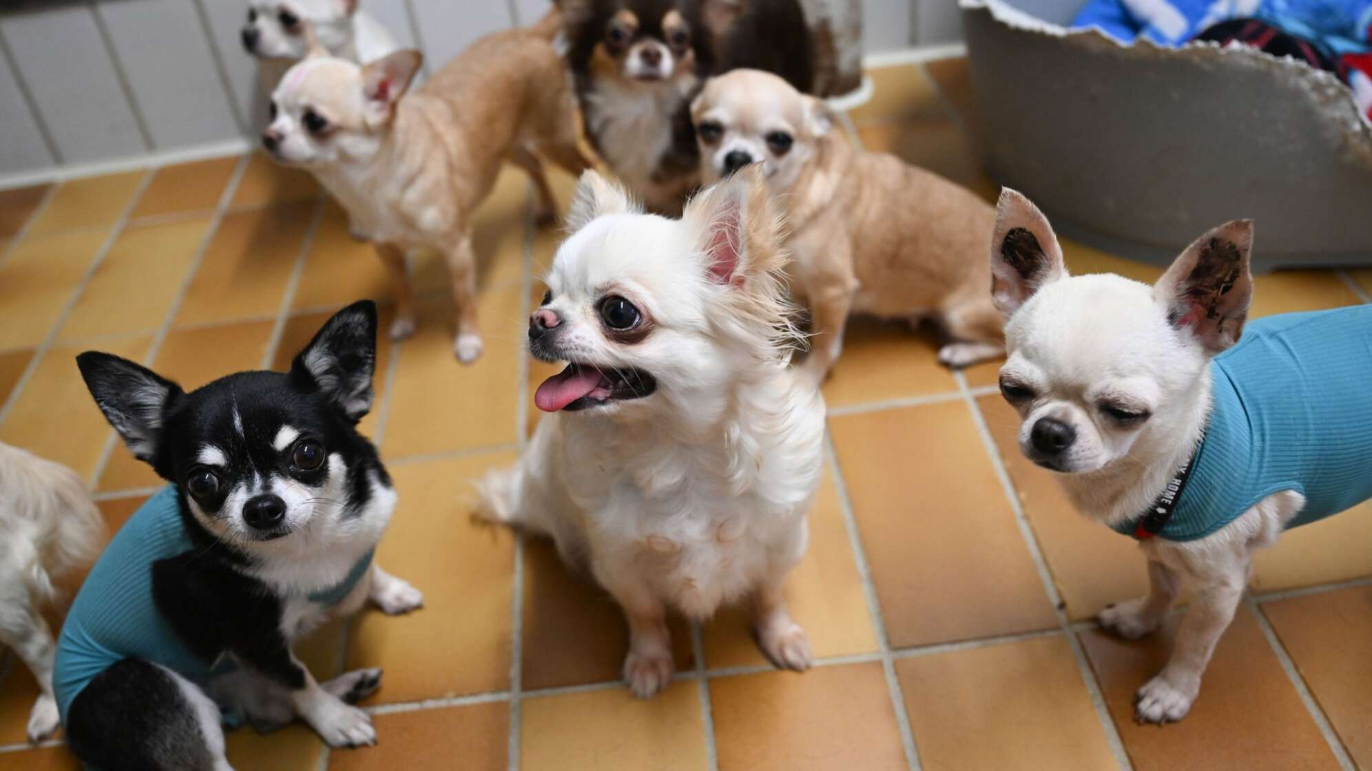 "Animal Hoarding"