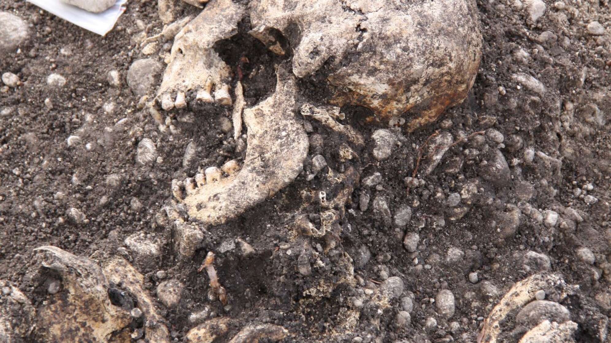 Untersuchungsergebnisse zu den gefundenen Skeletten in Neufahrn