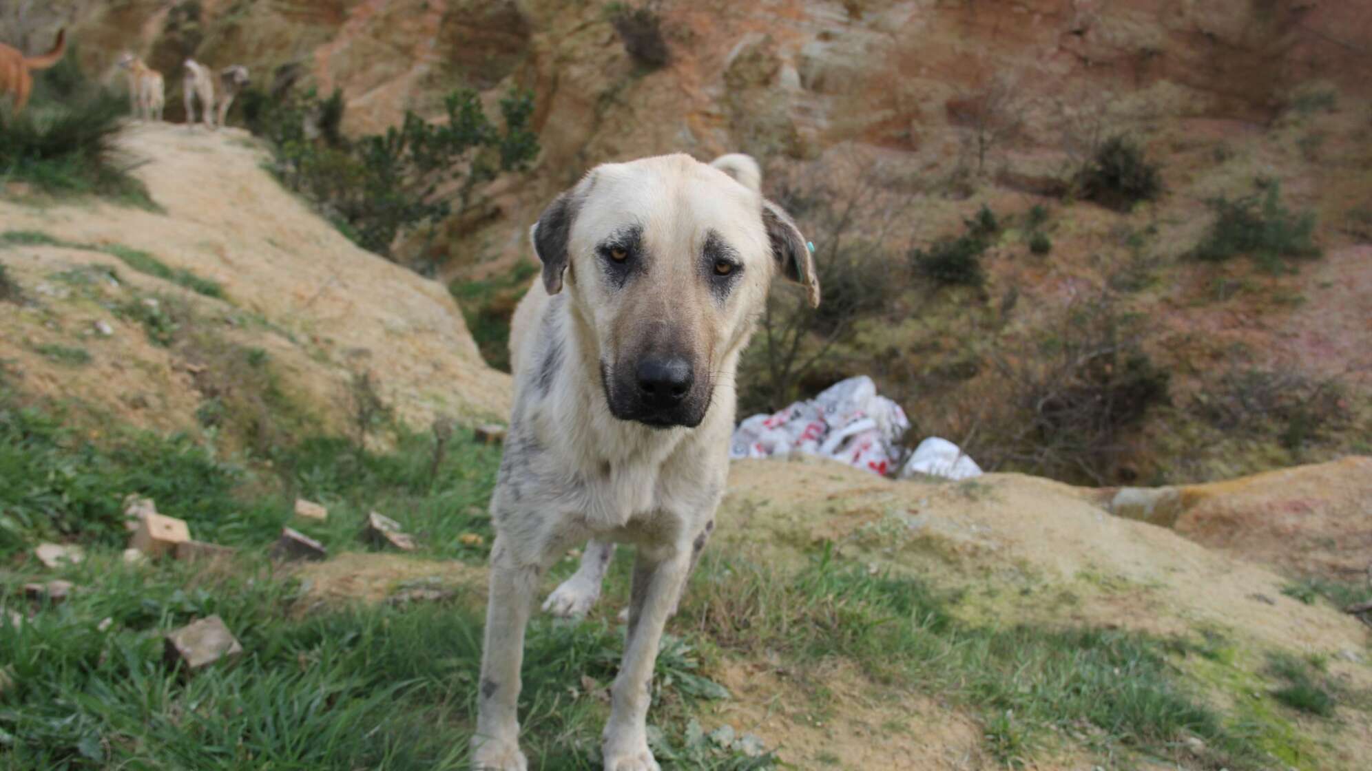 Straßenhund in der Türkei