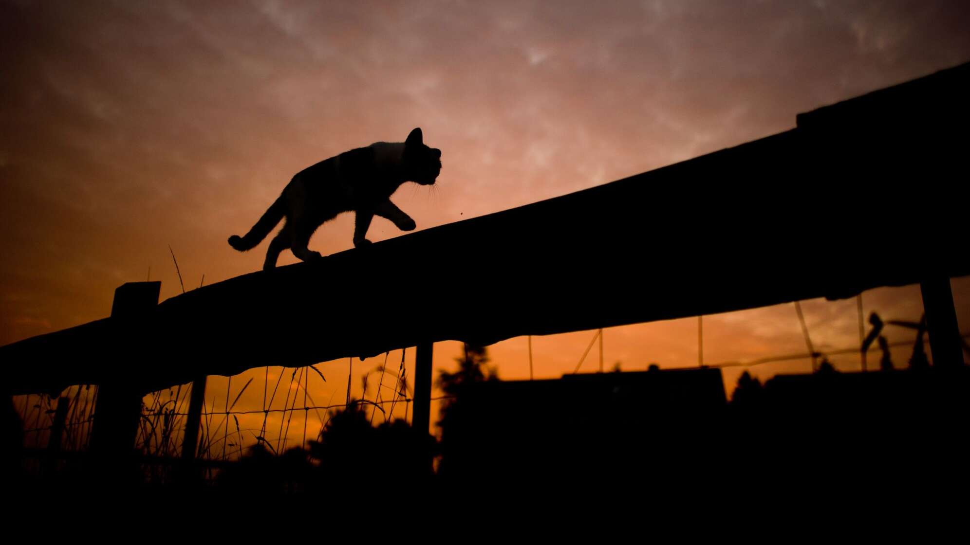 Katze