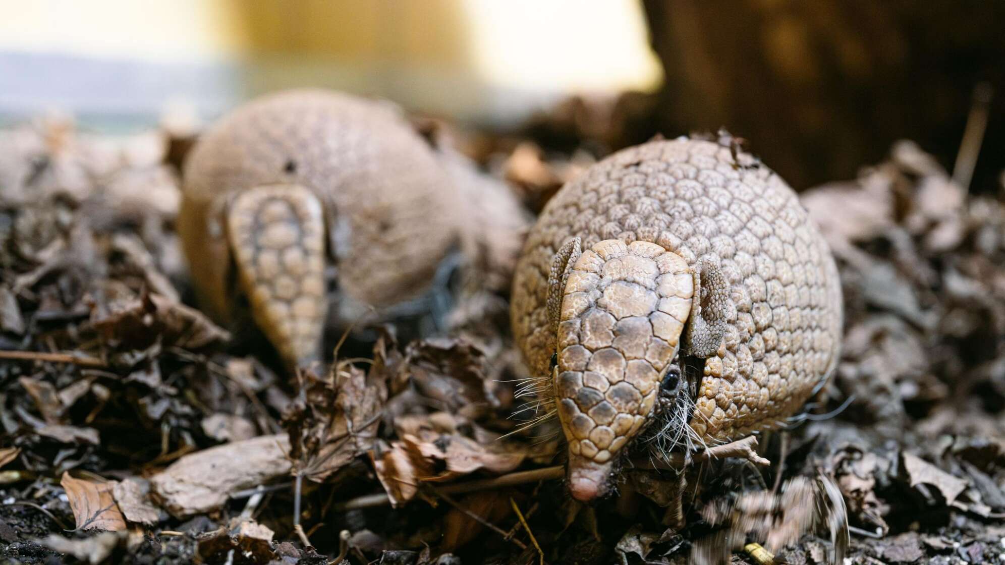 Kugelgürteltiere im Tierpark Hellabrunn