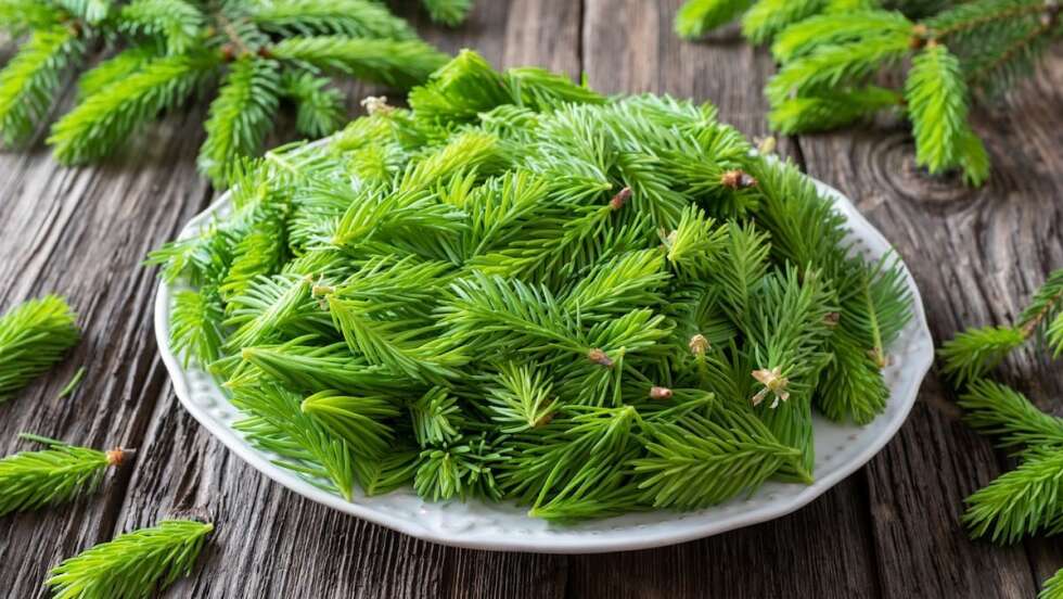 Christbaum essen?! Mit diesen leckeren Rezepten muss euer Baum nicht in die Tonne