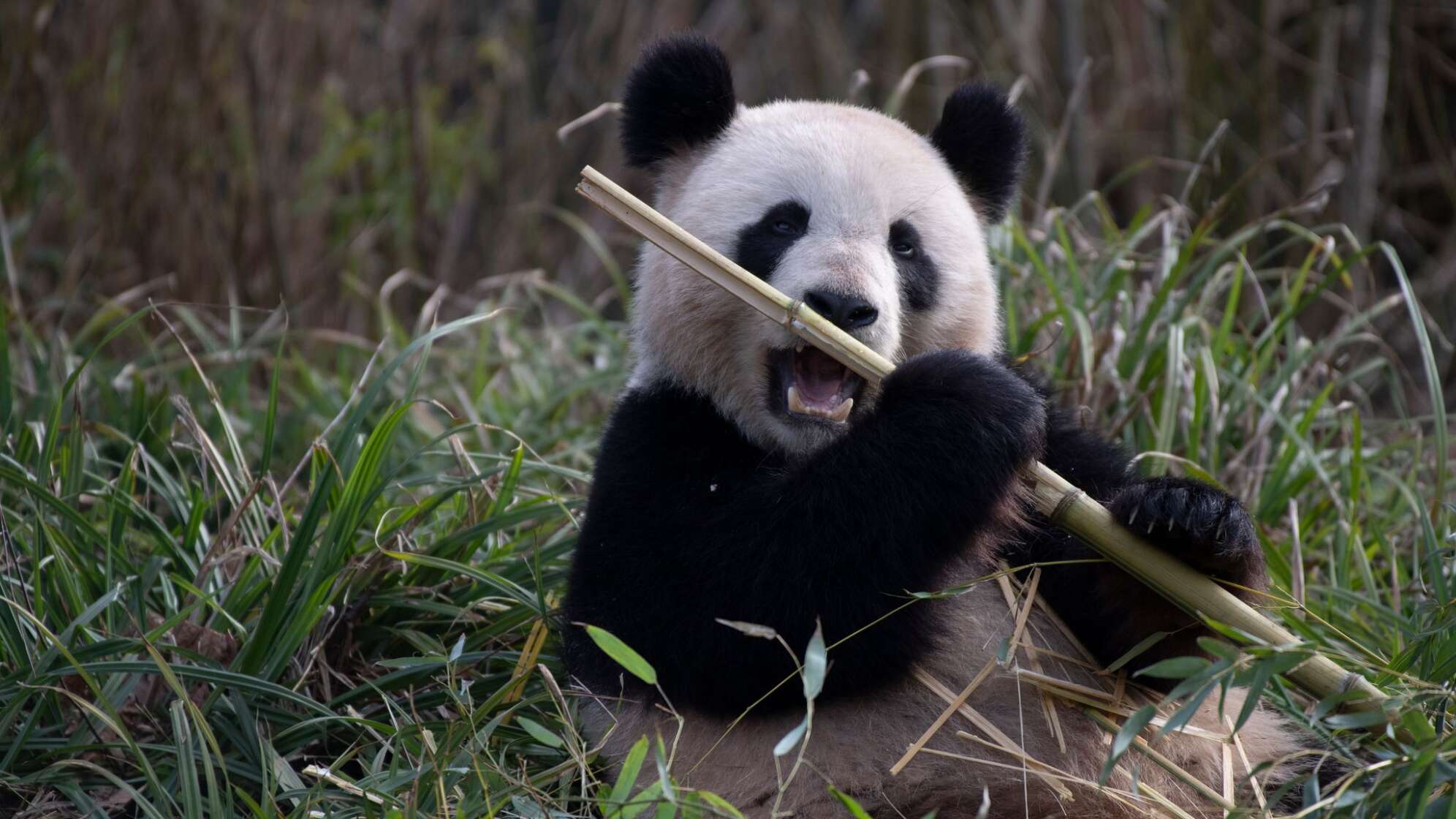 Pandaweibchen Meng Meng
