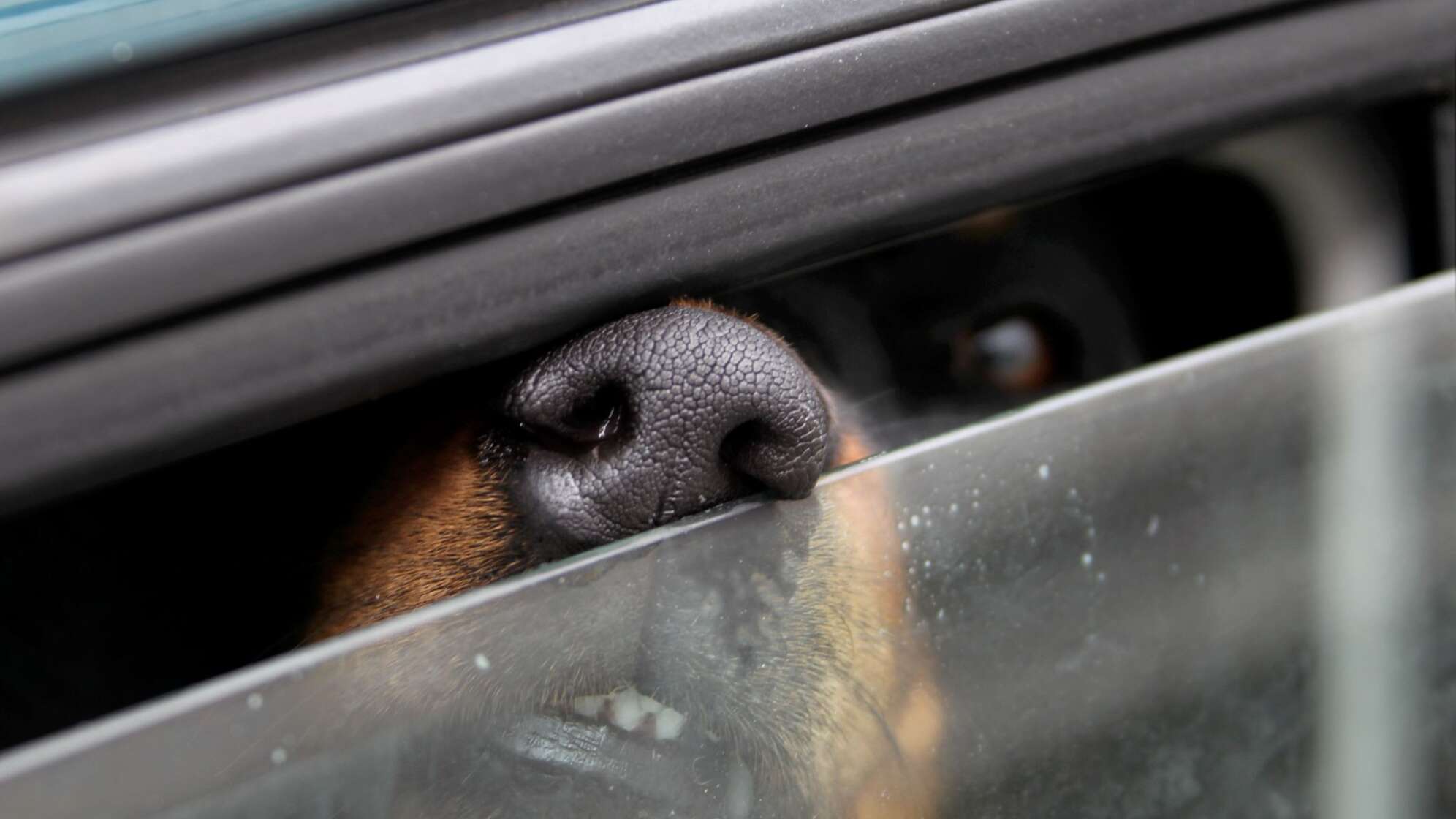Ein Hund steckt in einem Auto seine Nase durch einen Spalt.