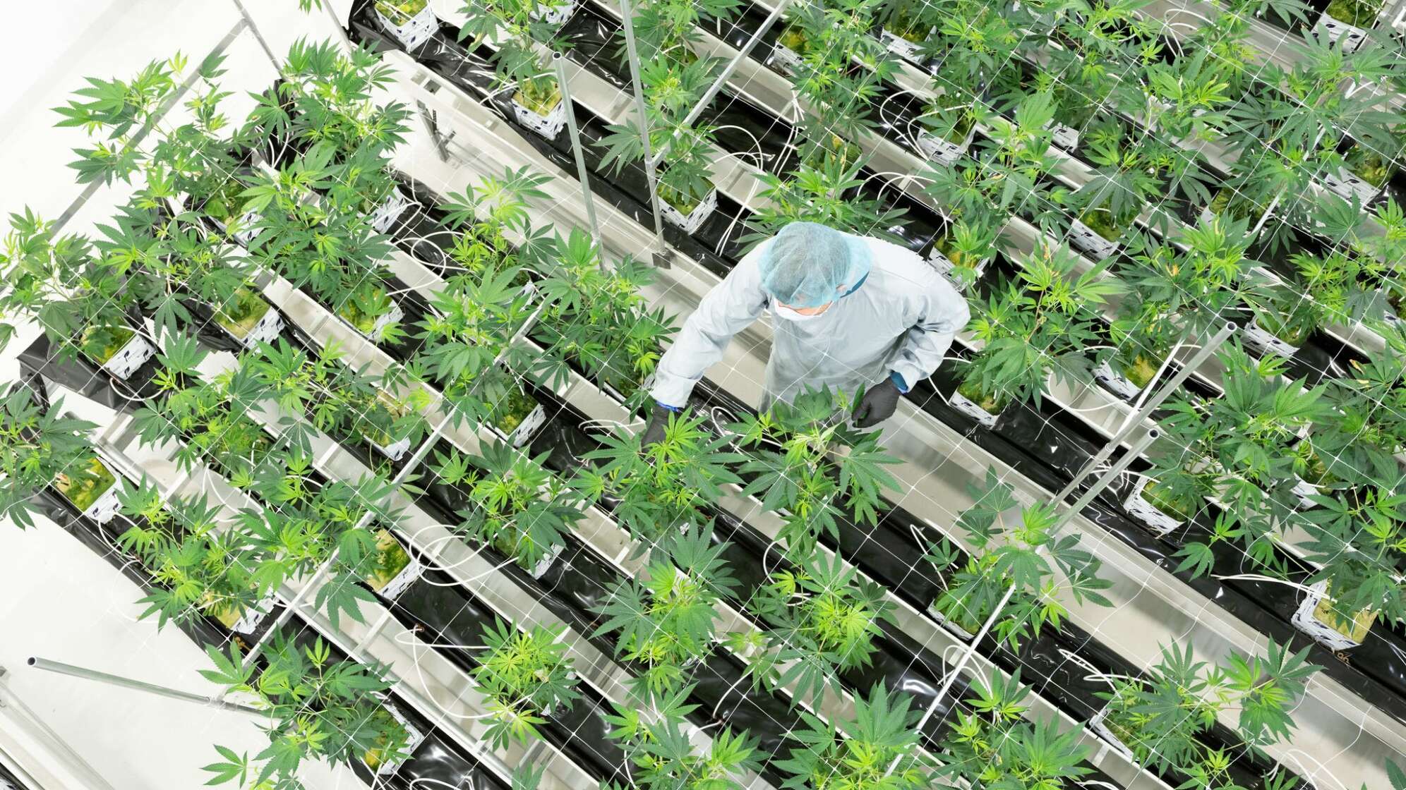 Demecan Cannabis-Zucht