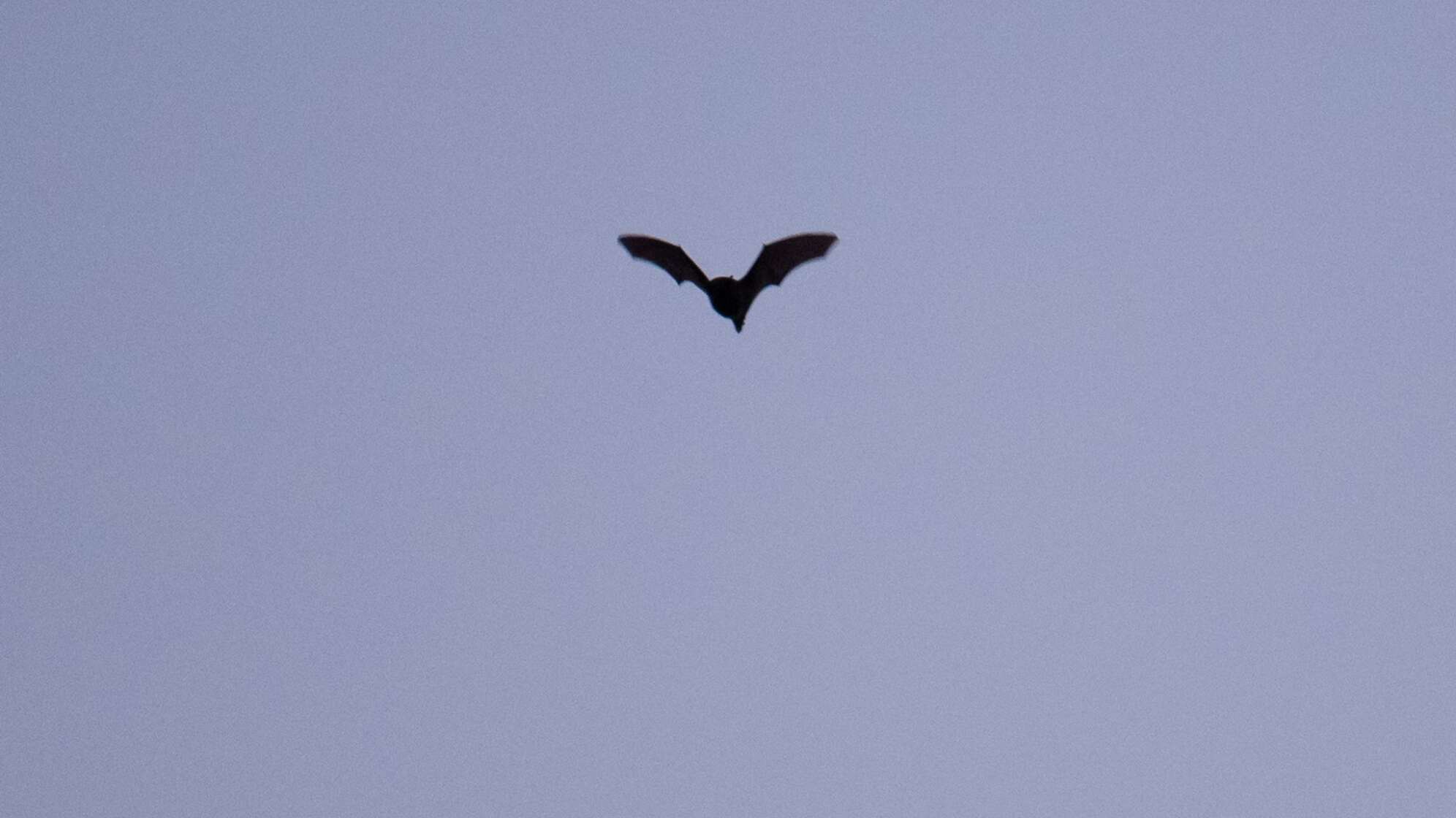 Fledermaus