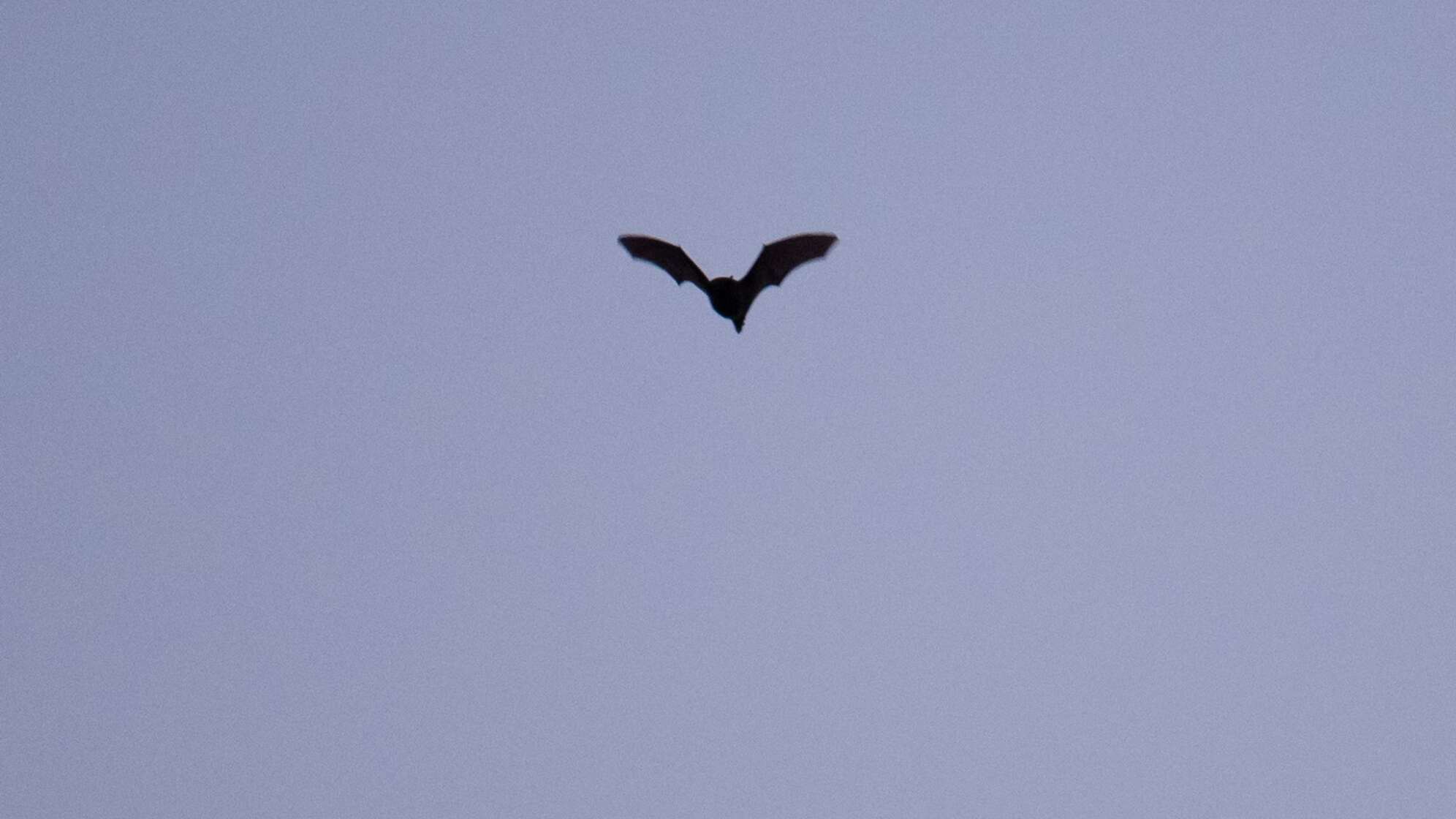 Fledermaus
