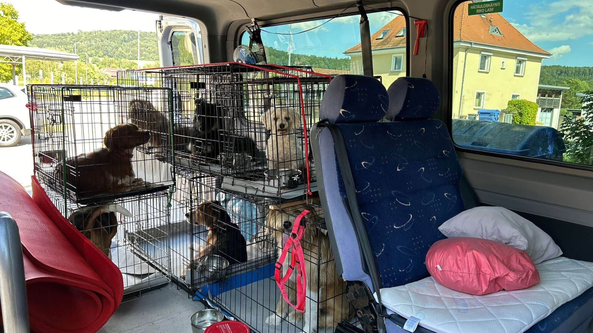 Sieben Hunde illegal zum Verkauf nach Deutschland gebracht