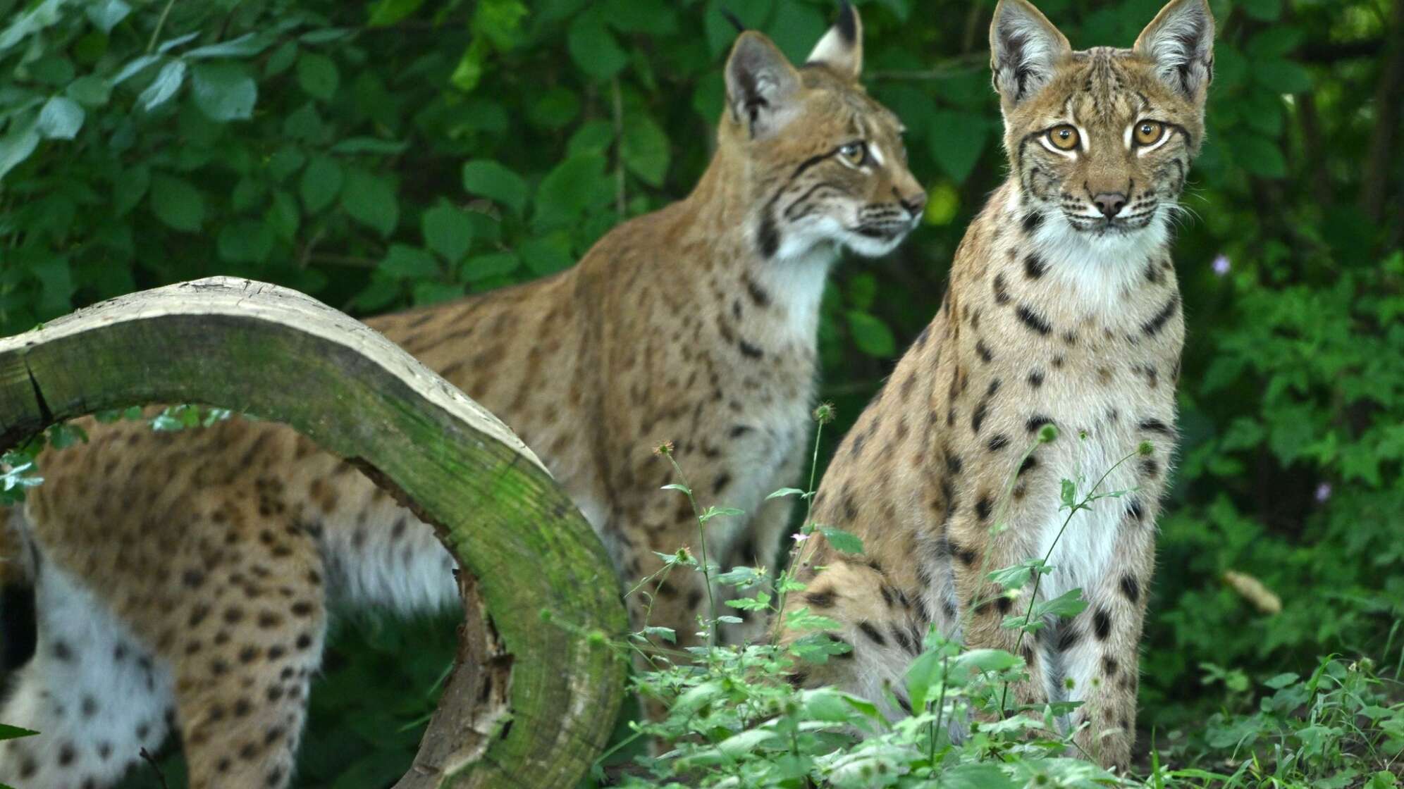 Wildkatzendorf Hütscheroda