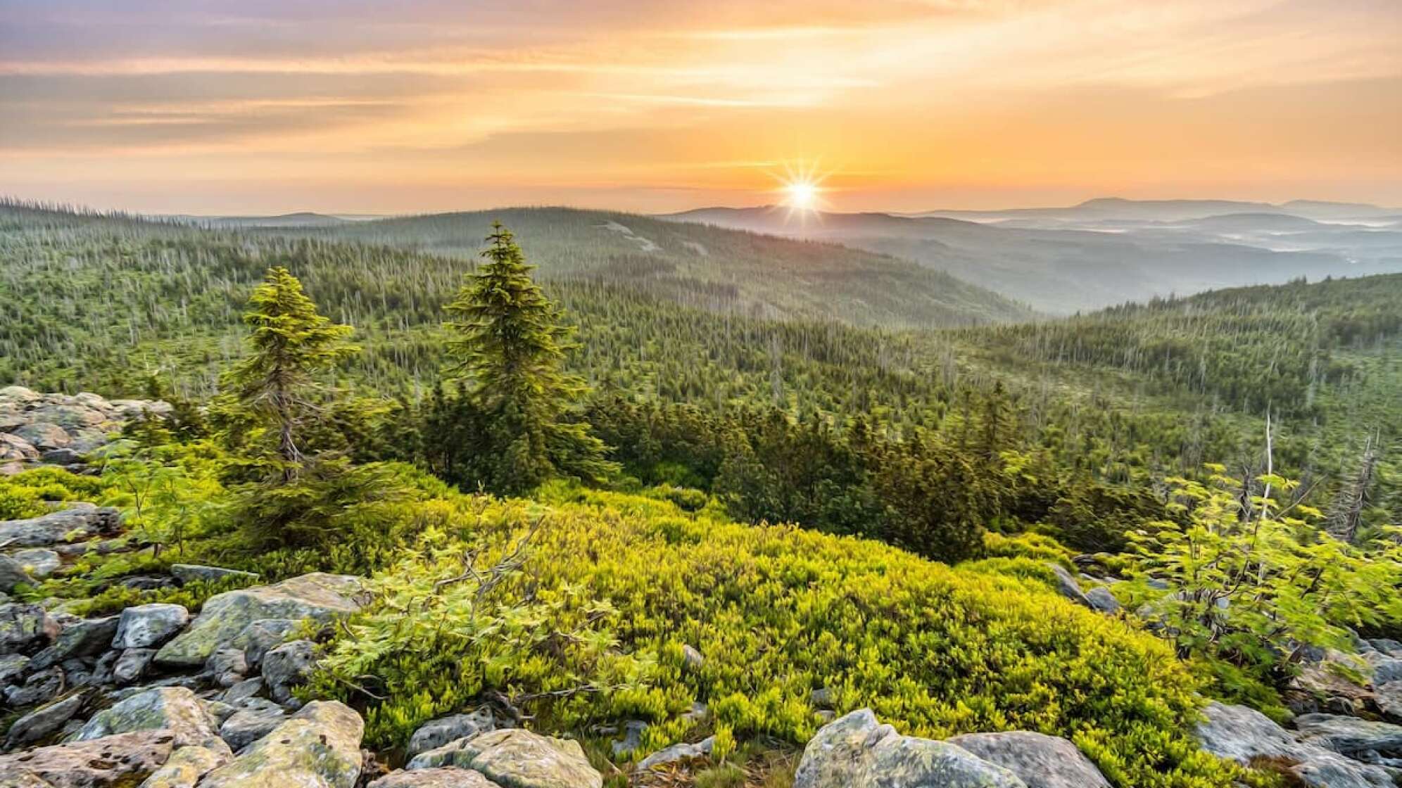 Blick über denn Wald