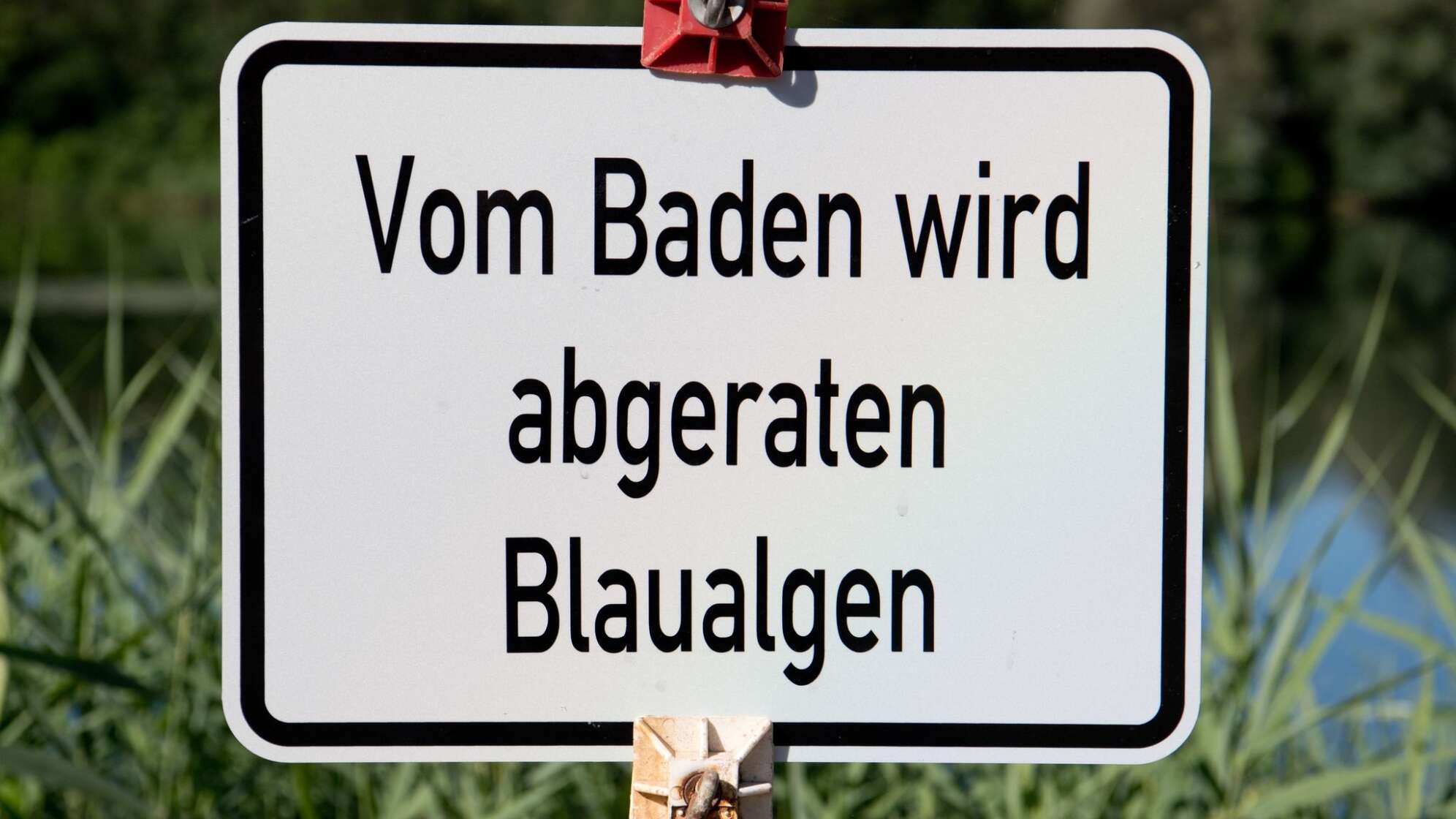 Blaualgen