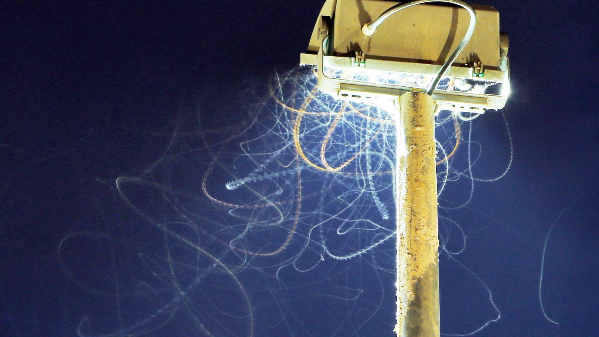 Insektenspuren im Scheinwerferlicht