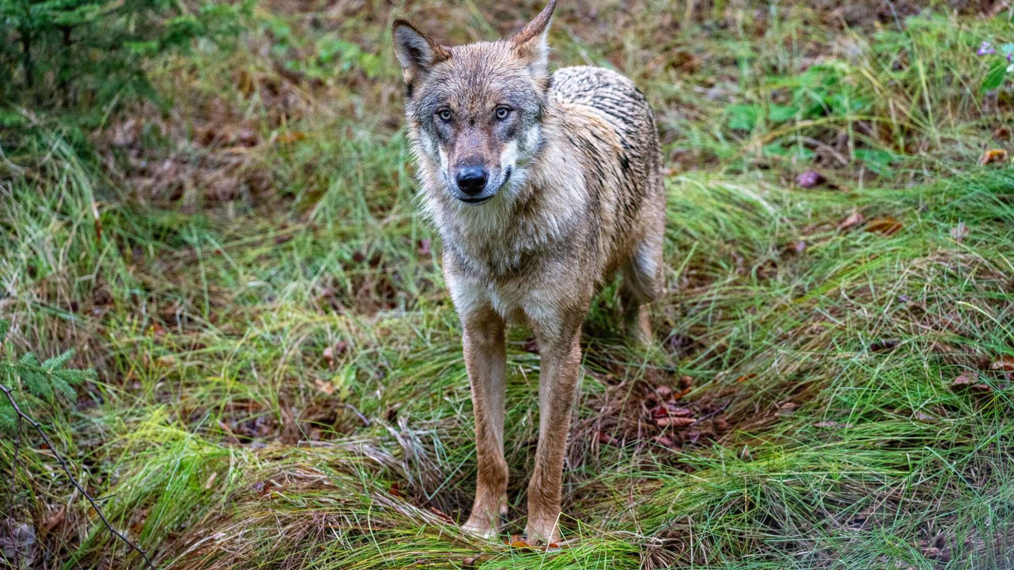 Wölfe im Nationalparkzentrum Falkenstein