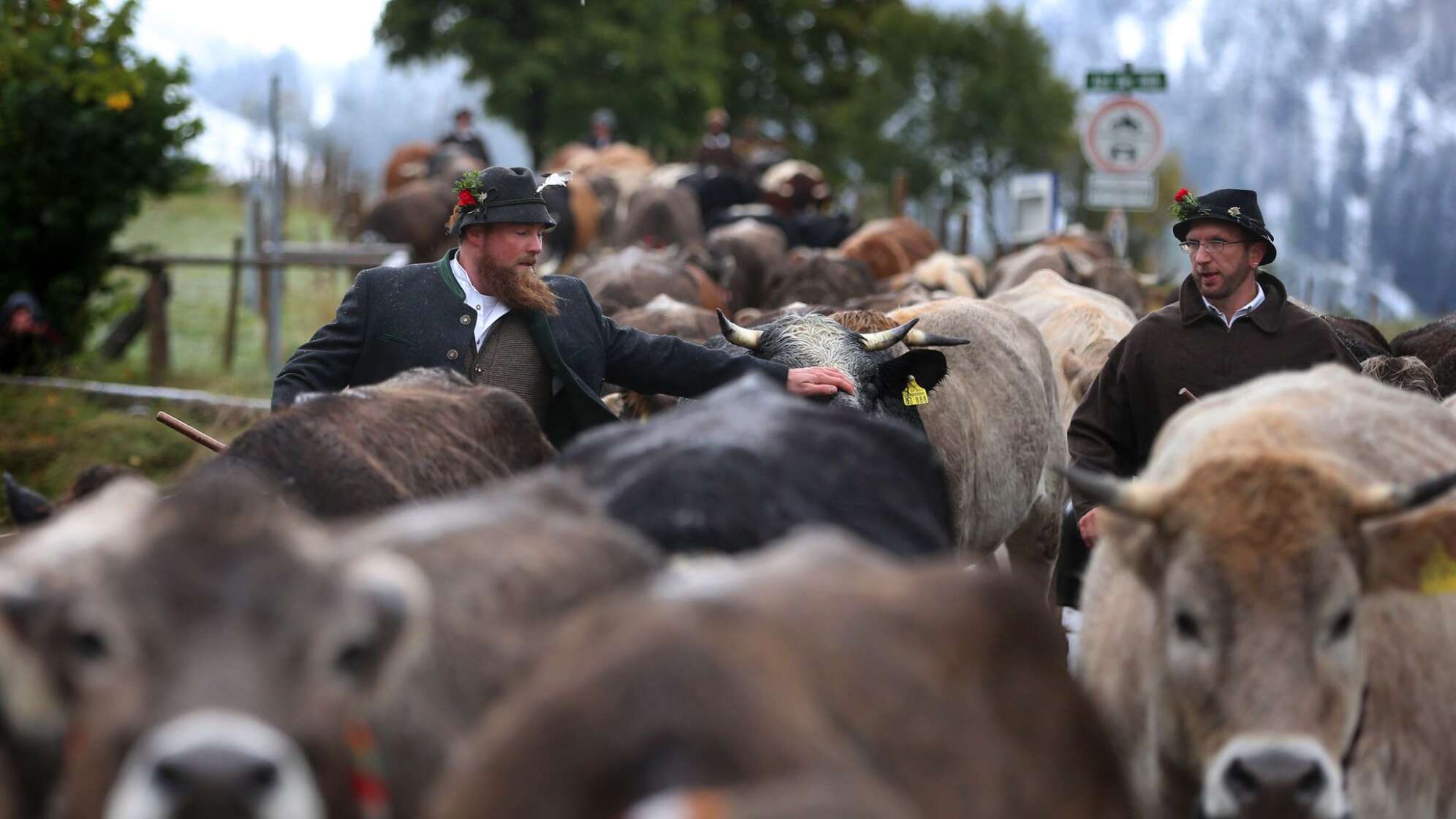 Viehscheid im Allgäu