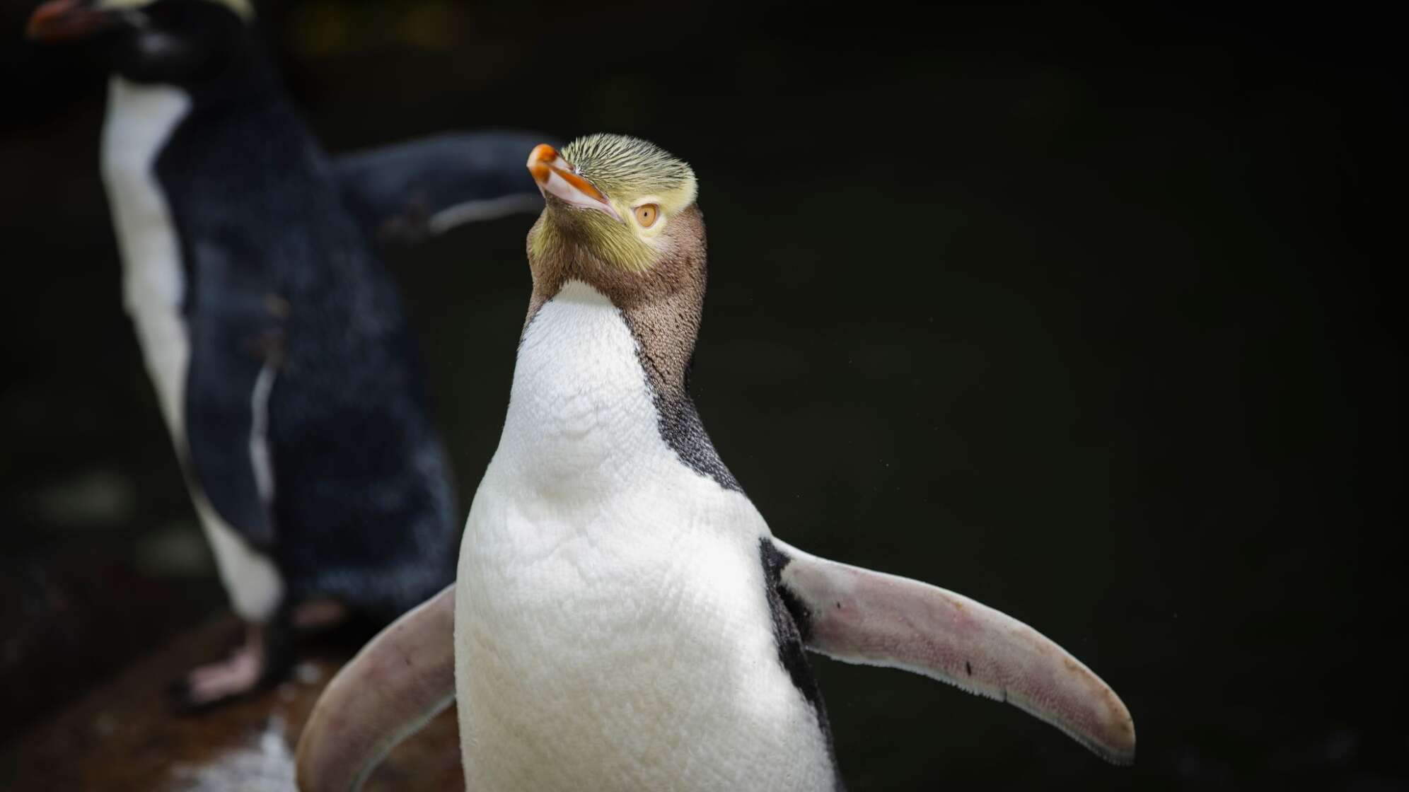 Hoiho ist Neuseelands Vogel des Jahres